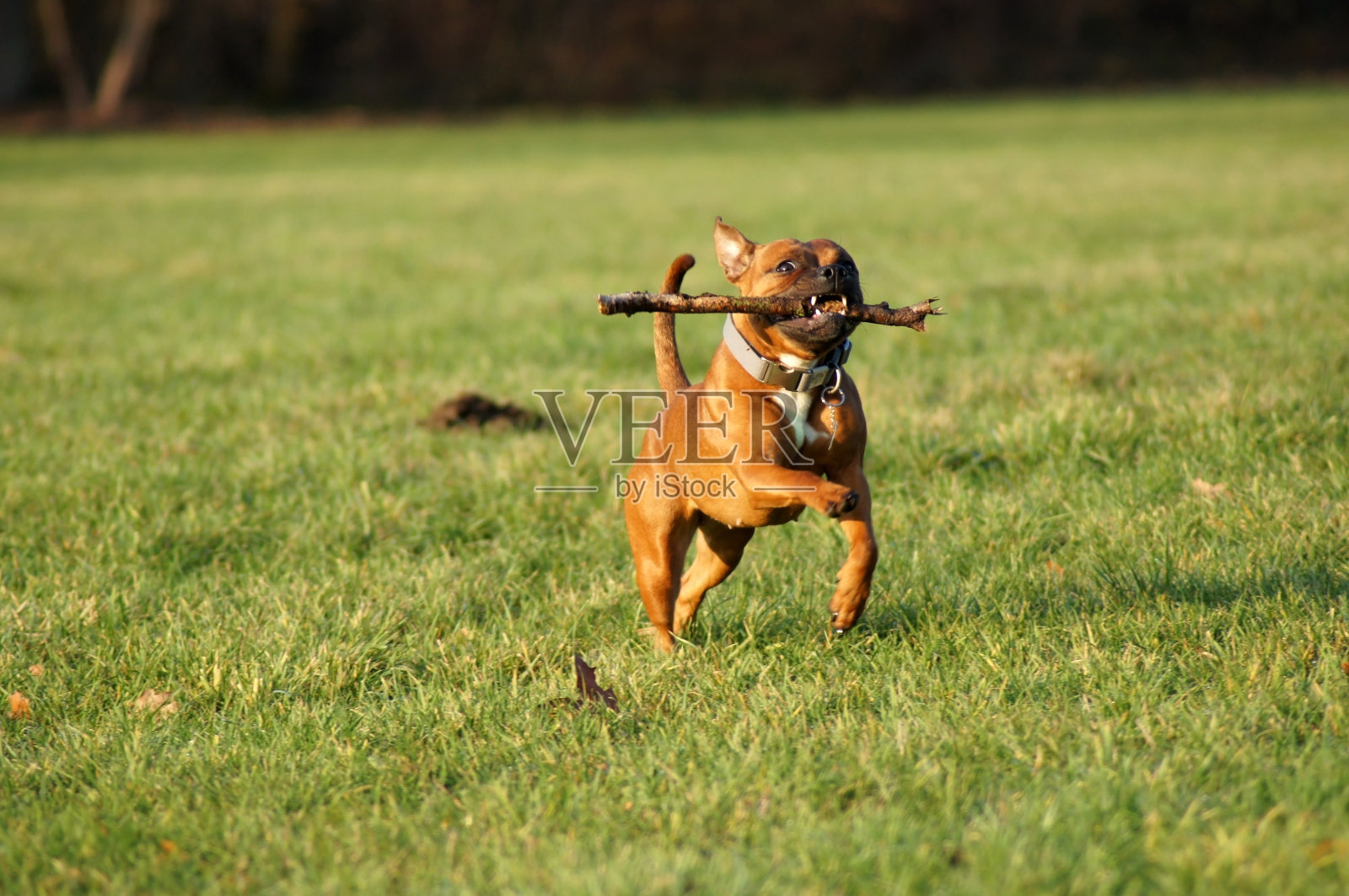 美国斯塔福梗犬带着木棍跑过草地照片摄影图片