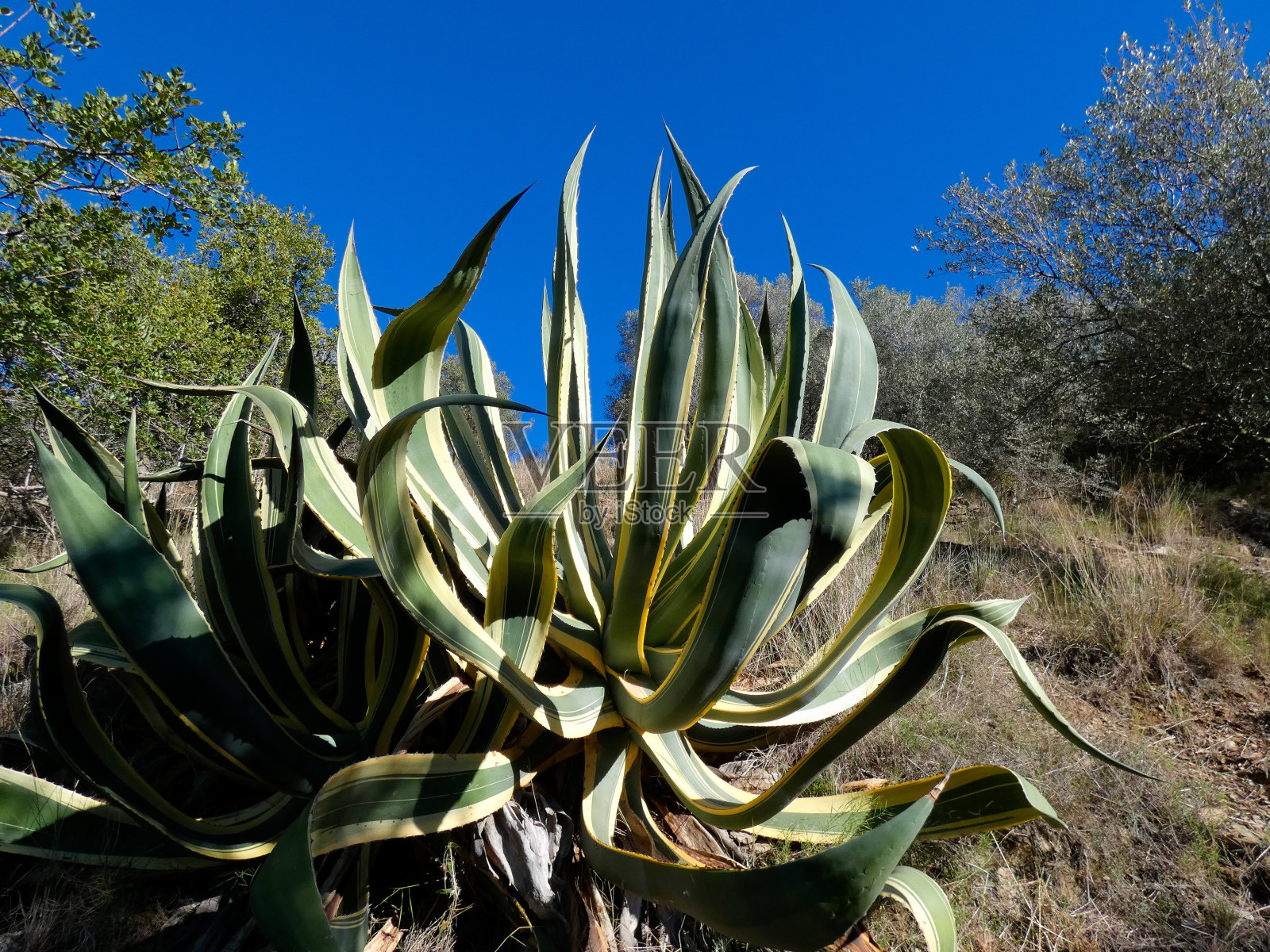 地中海植物照片摄影图片