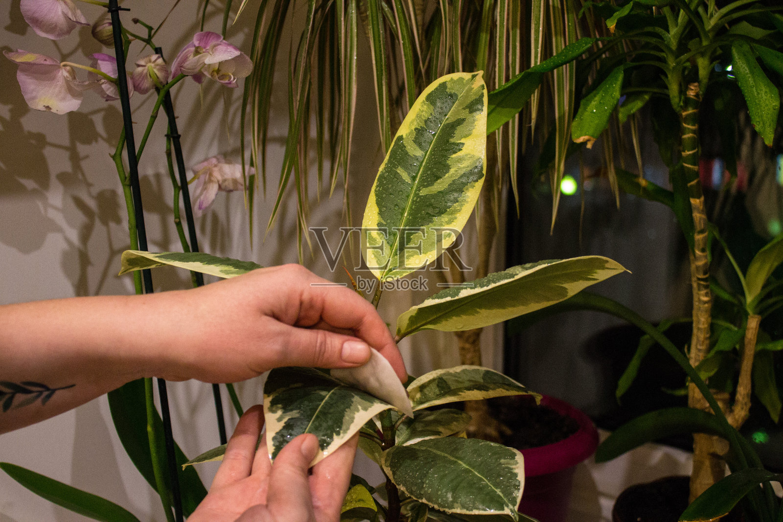 窗台上的榕树和其他室内植物特写照片摄影图片