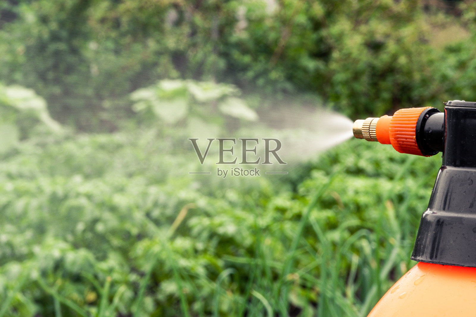 在夏季花园用洒水器浇灌花坛和植物照片摄影图片