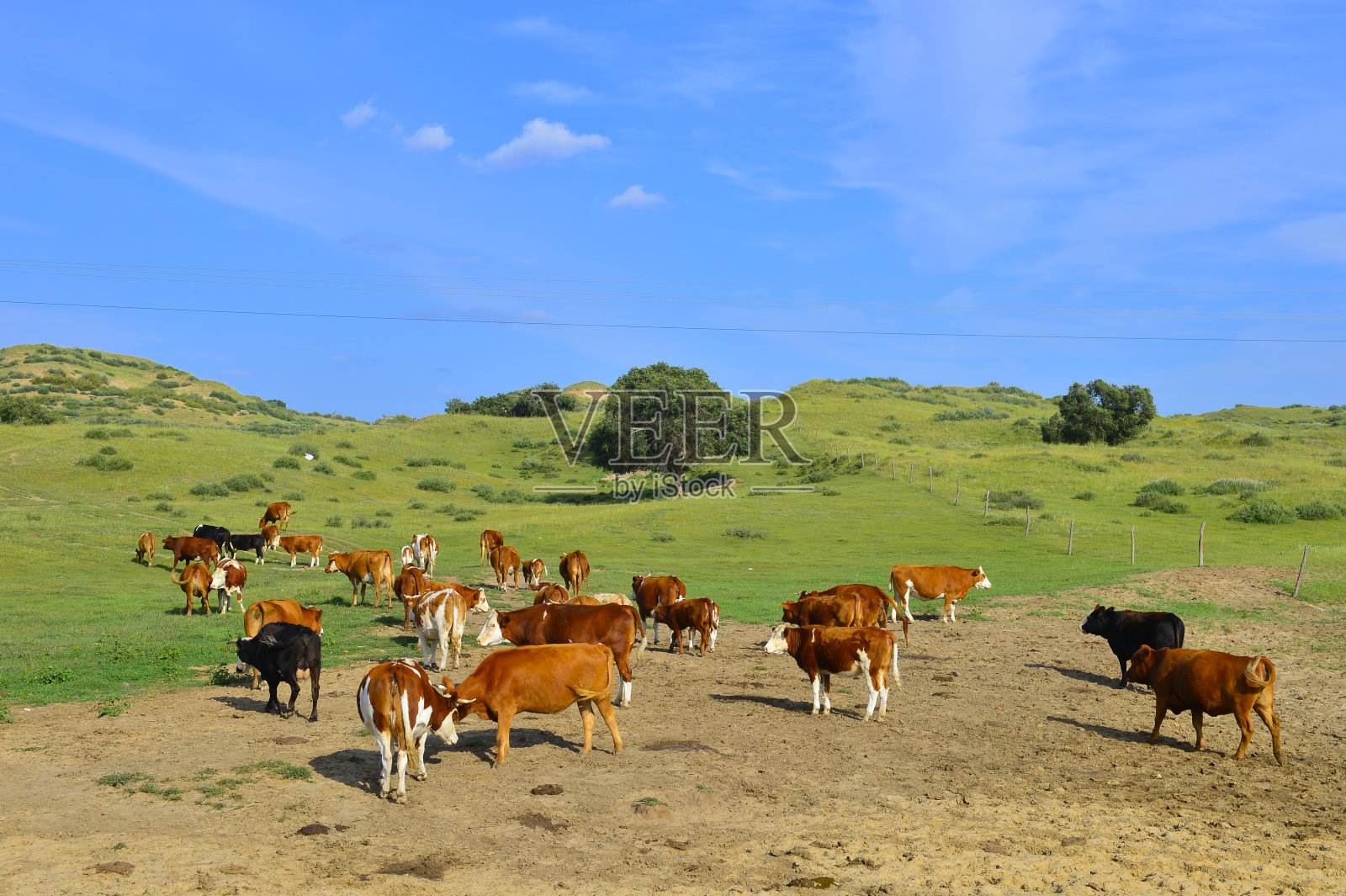 草原上的牛群照片摄影图片