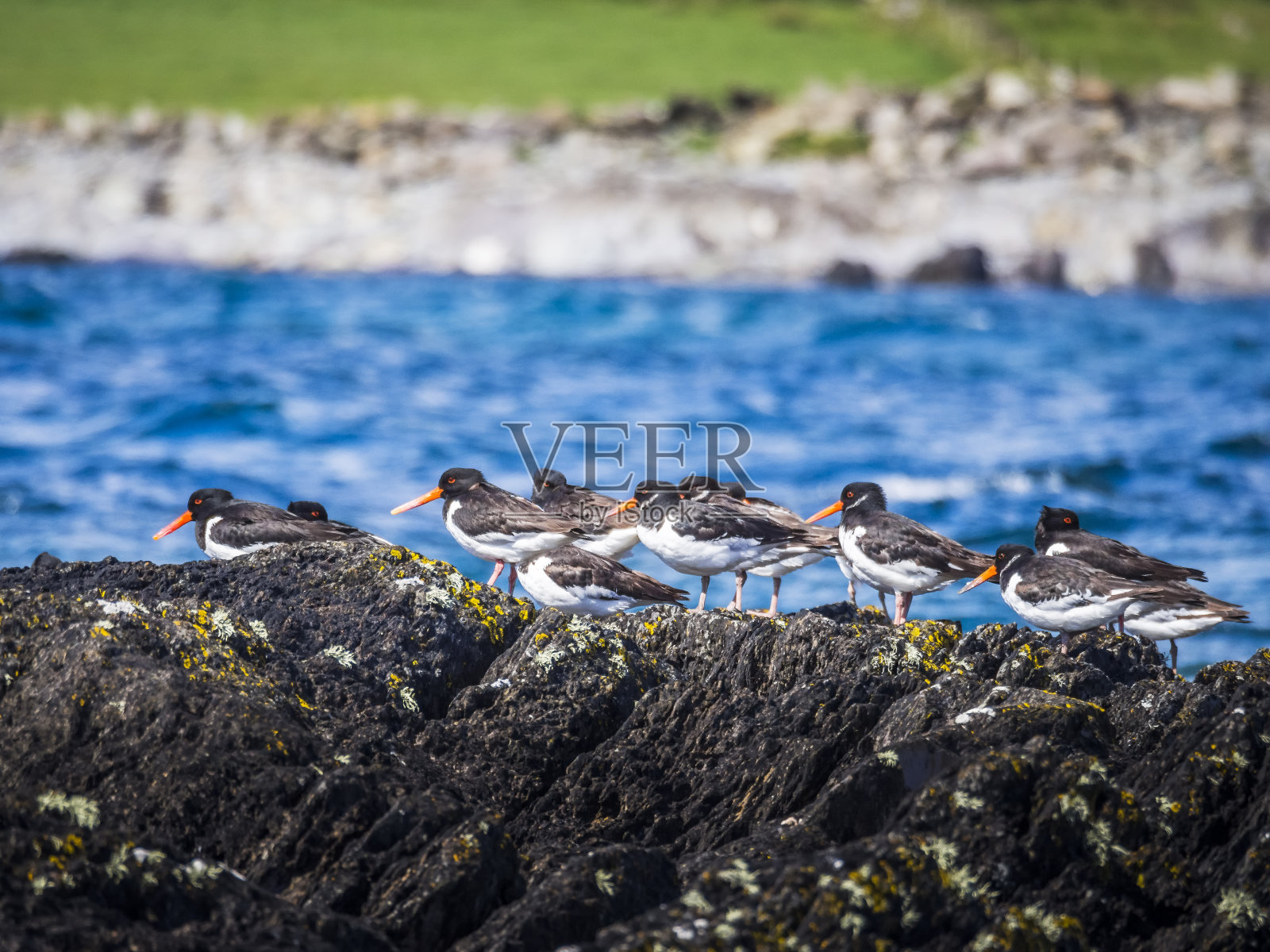 爱尔兰岩石上的捕牡蛎者照片摄影图片
