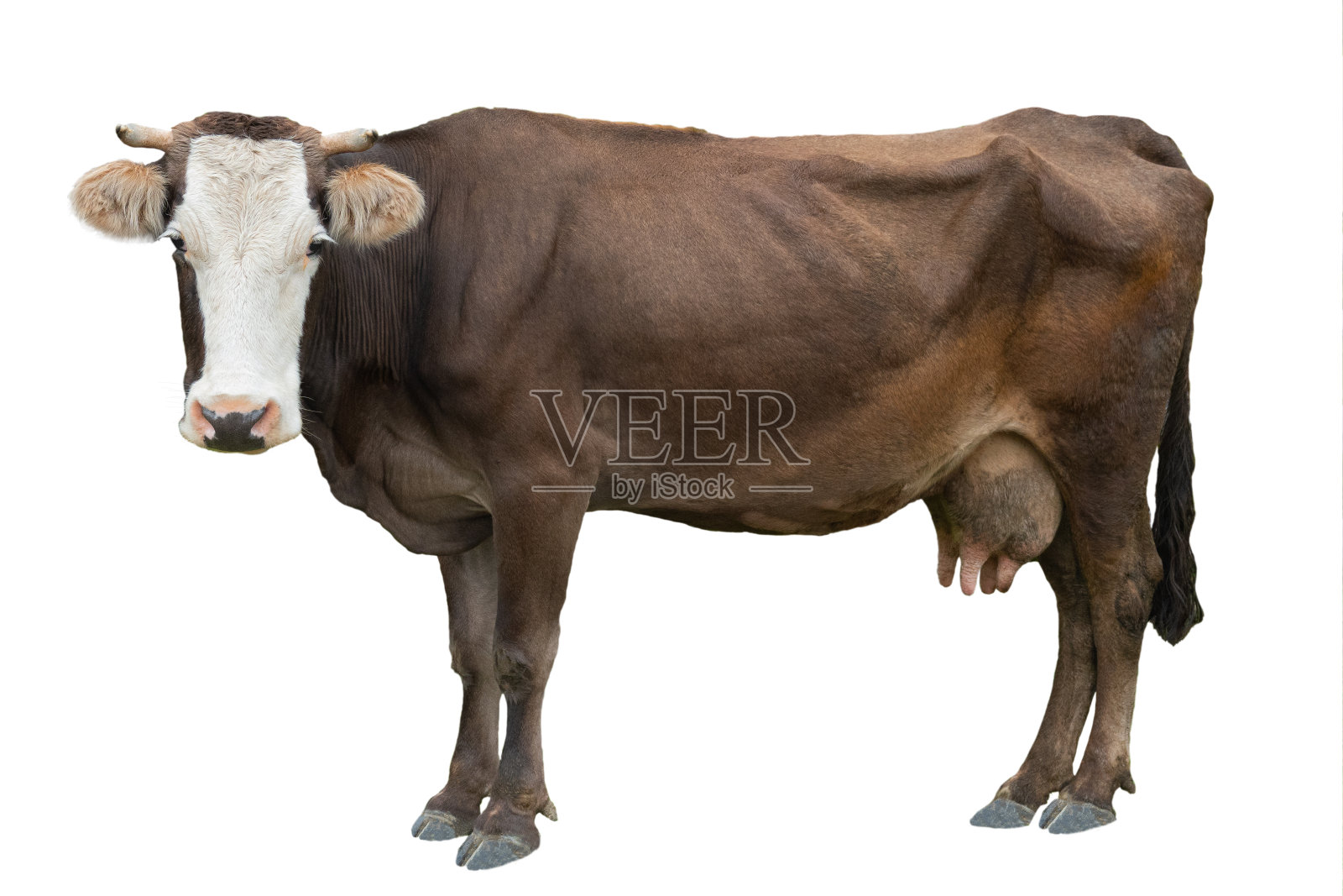 棕色奶牛孤立在白色奶牛上照片摄影图片