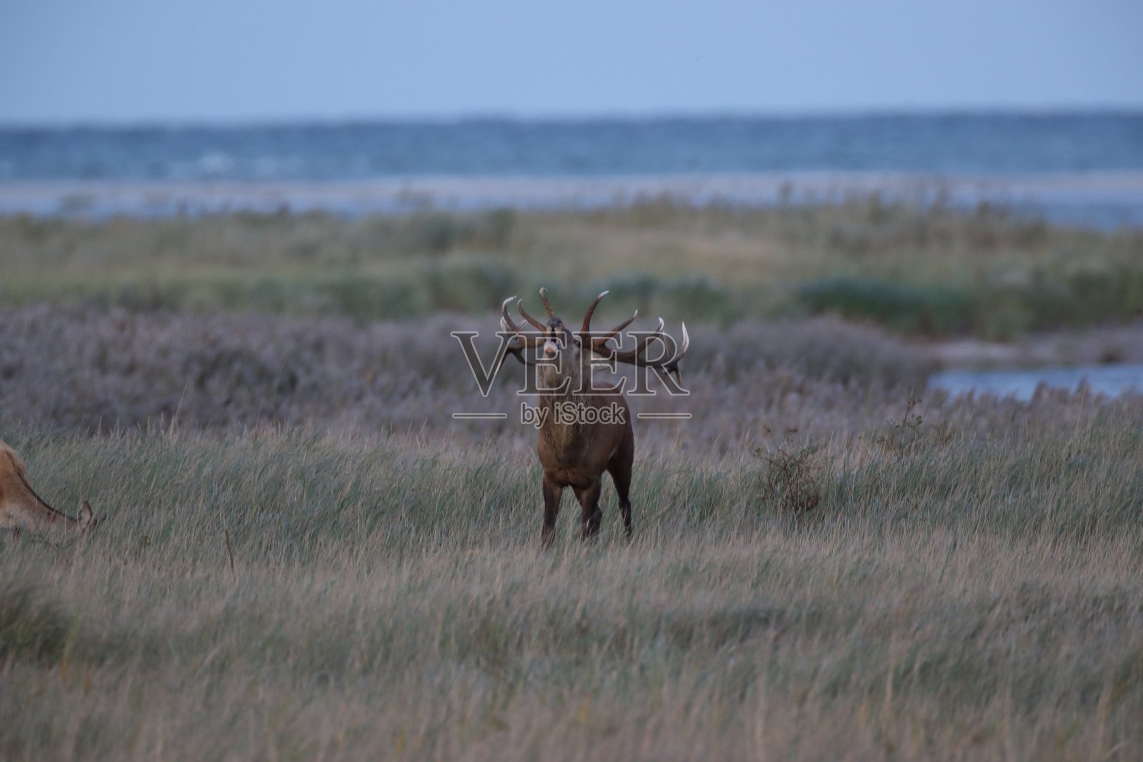 德国梅克伦堡波美拉尼亚的达斯鹿照片摄影图片
