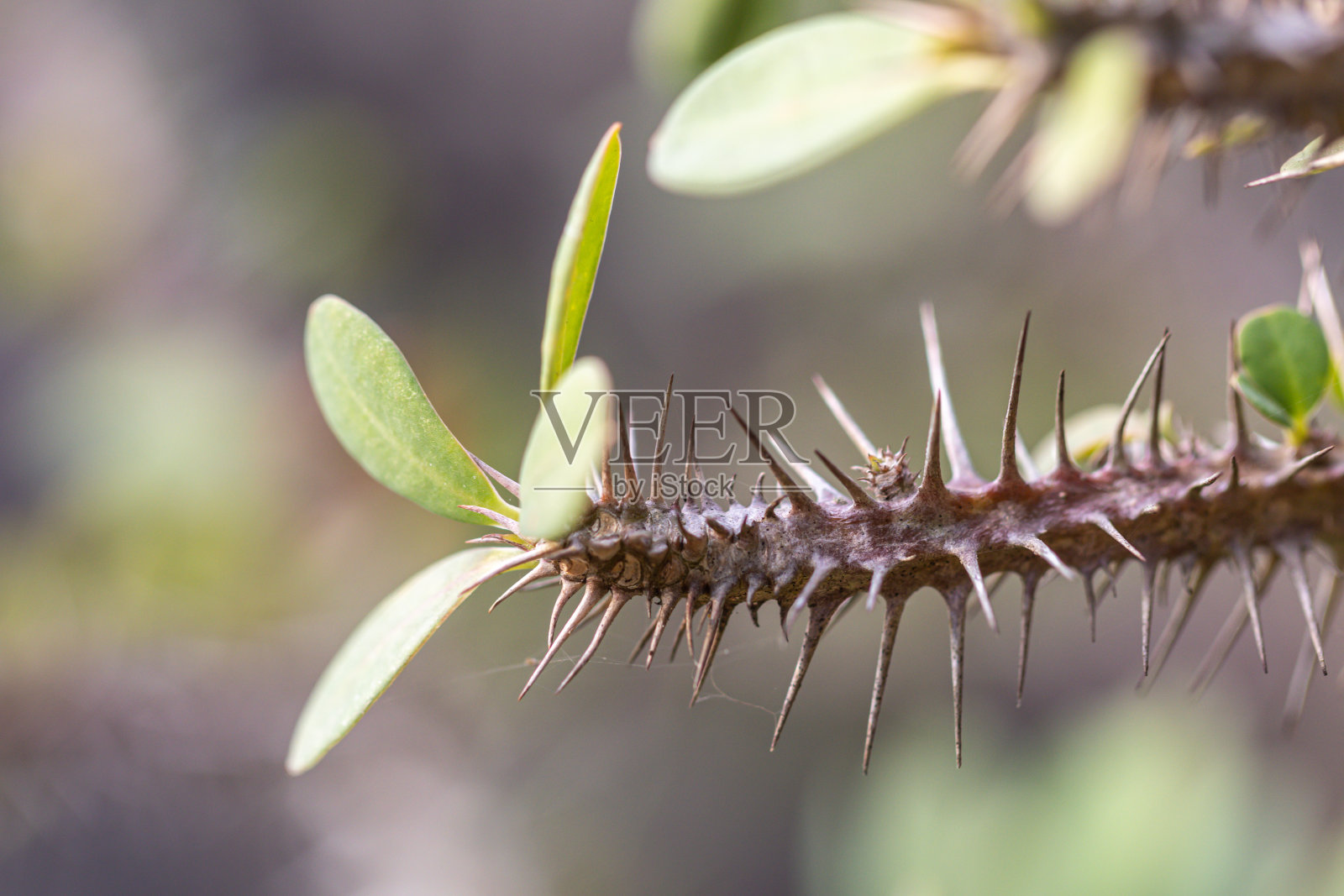 靠近红色的刺冠花。俗称基督草，或基督刺。(大戟属植物Milii Desmoul)照片摄影图片