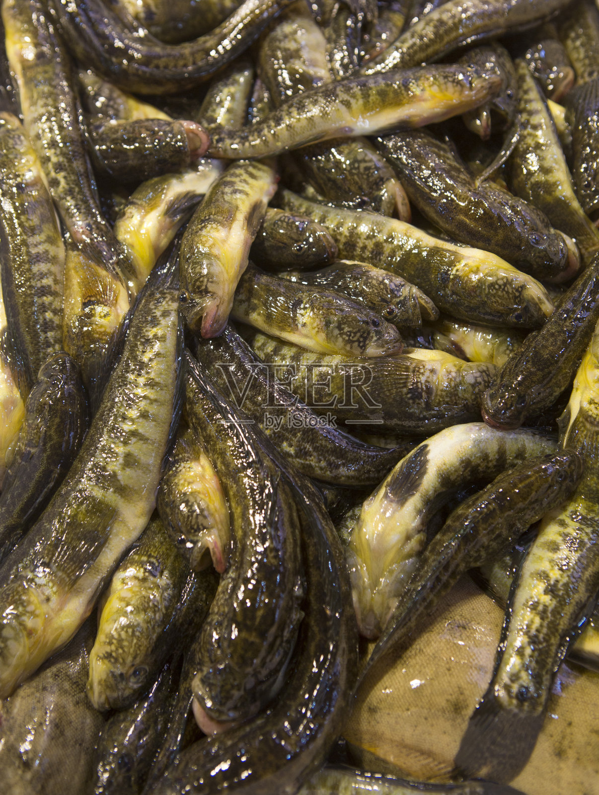 威尼斯鱼类市场照片摄影图片