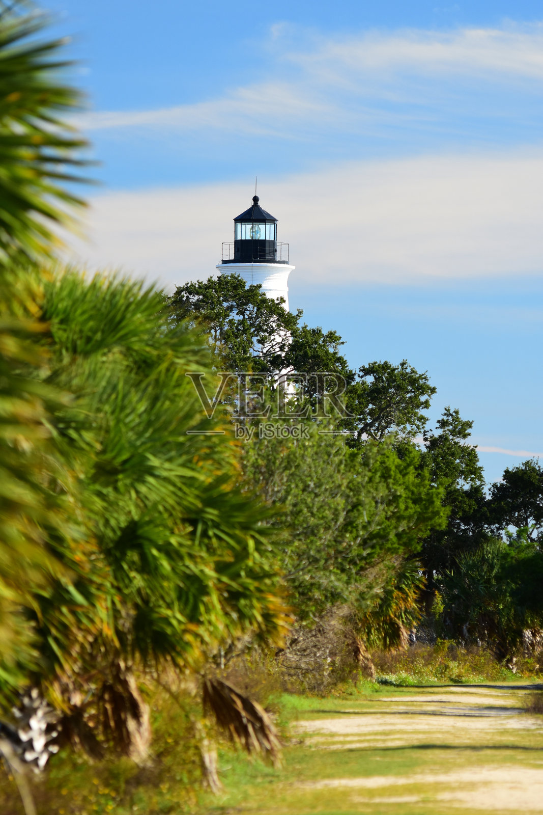 圣马克灯塔的顶部突出在树和棕榈树的前景照片摄影图片