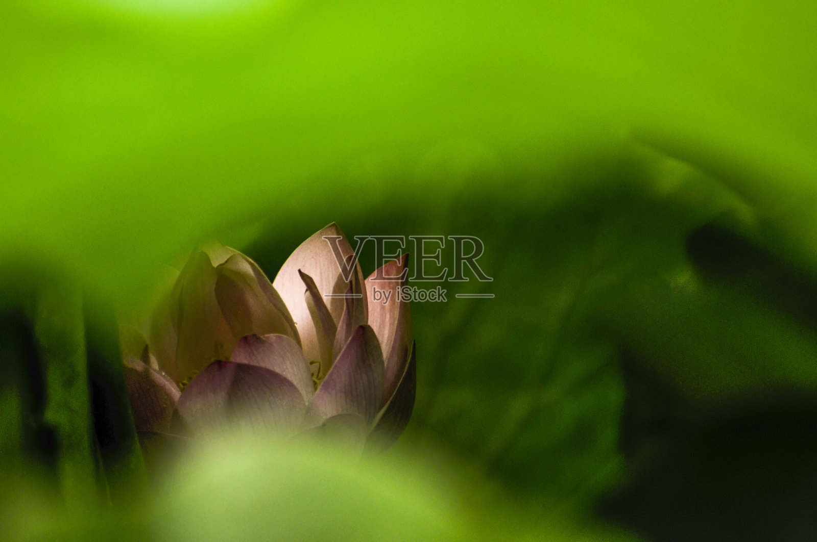 自然美照片摄影图片