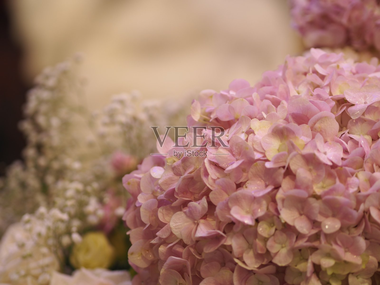 绣球或味斋粉花的自然背景模糊不清照片摄影图片