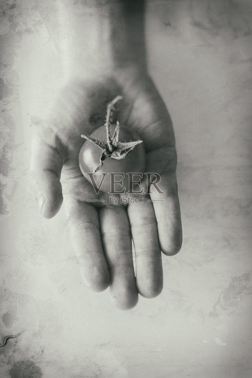 手头的番茄照片摄影图片