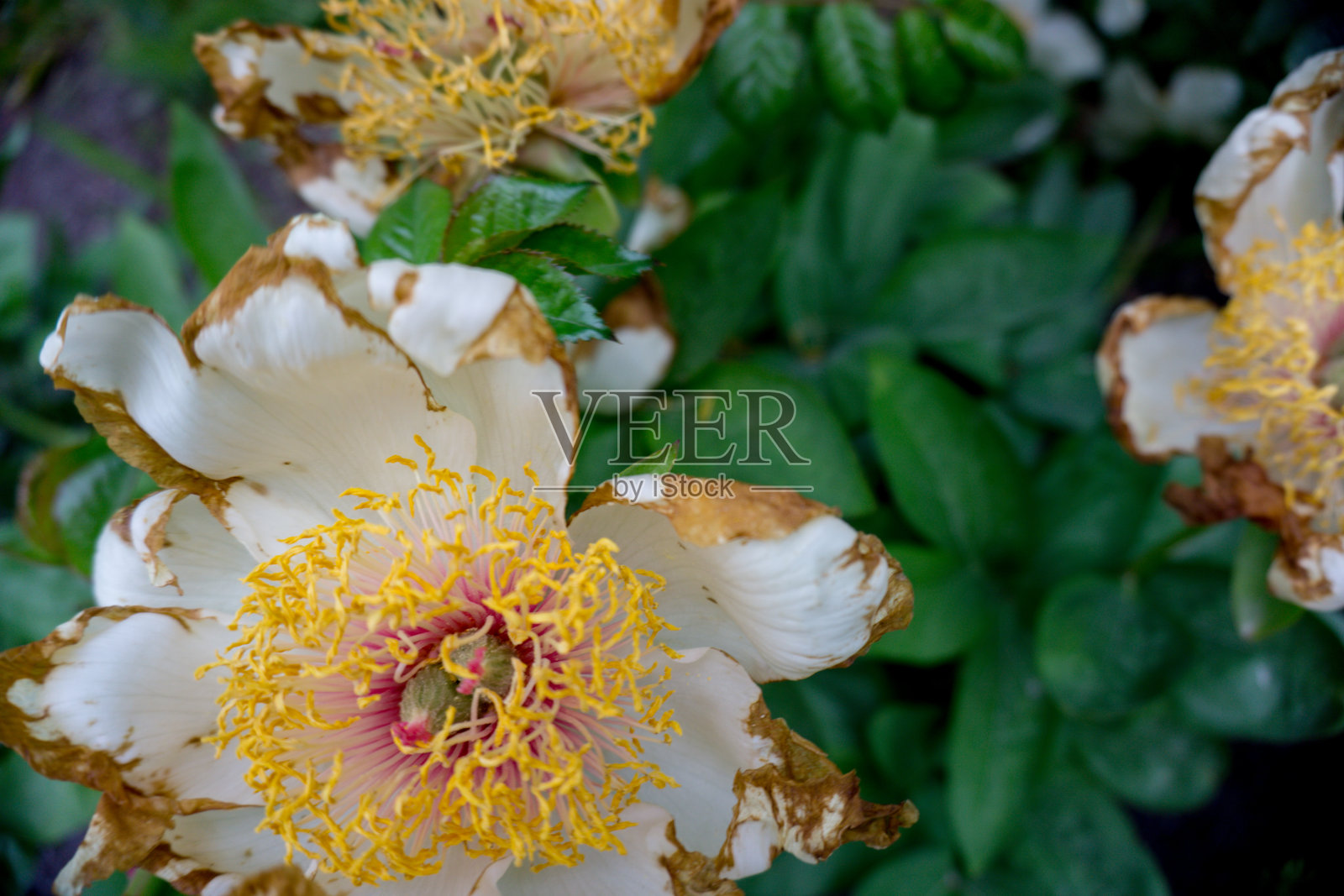 2019年奇异的花老黄白自然花园美丽的春天新西兰照片摄影图片