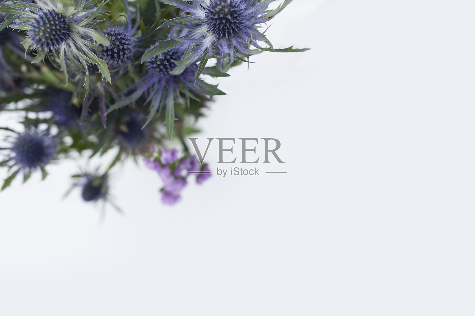 莱文沃斯的刺芹花。照片摄影图片