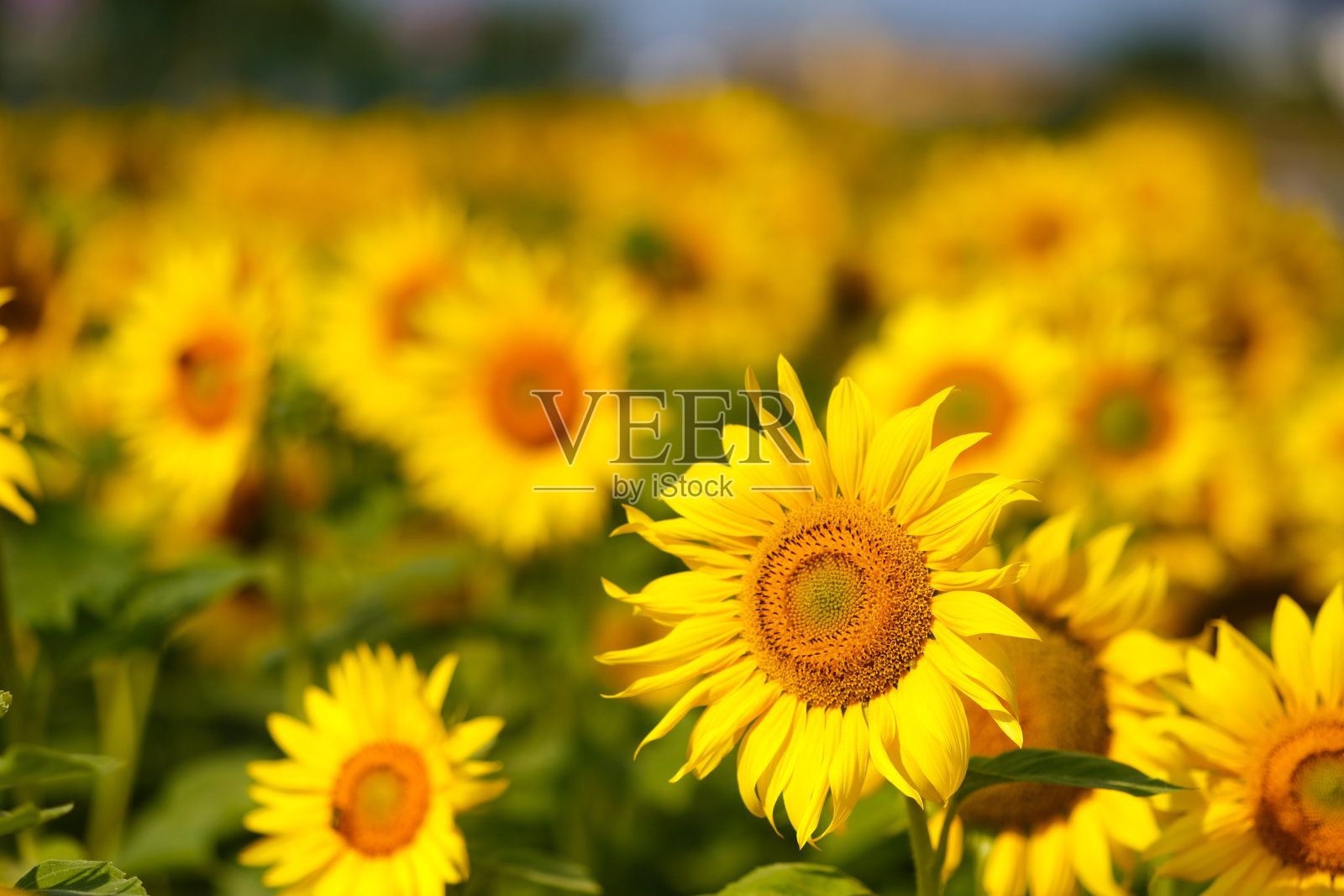 向日葵。一片亮黄色的花。照片摄影图片