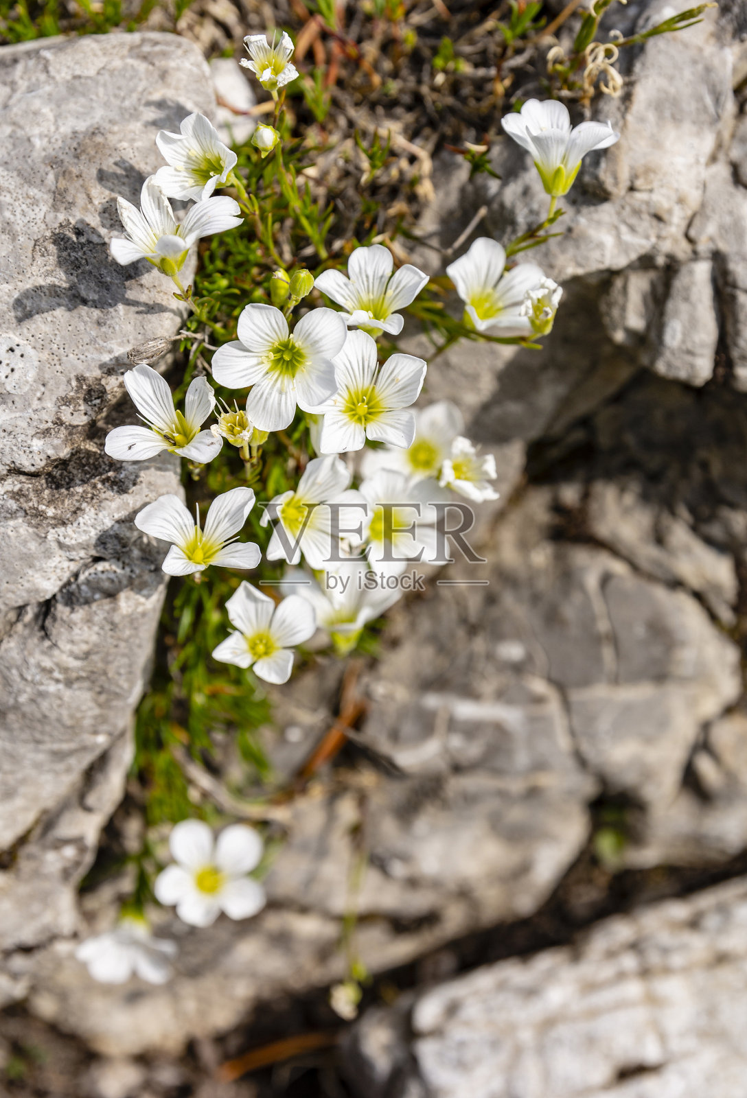 Minuartia laricifolia无性系种群。kitaibelii Mattf (Nyman)。康乃馨科石竹属植物。照片摄影图片