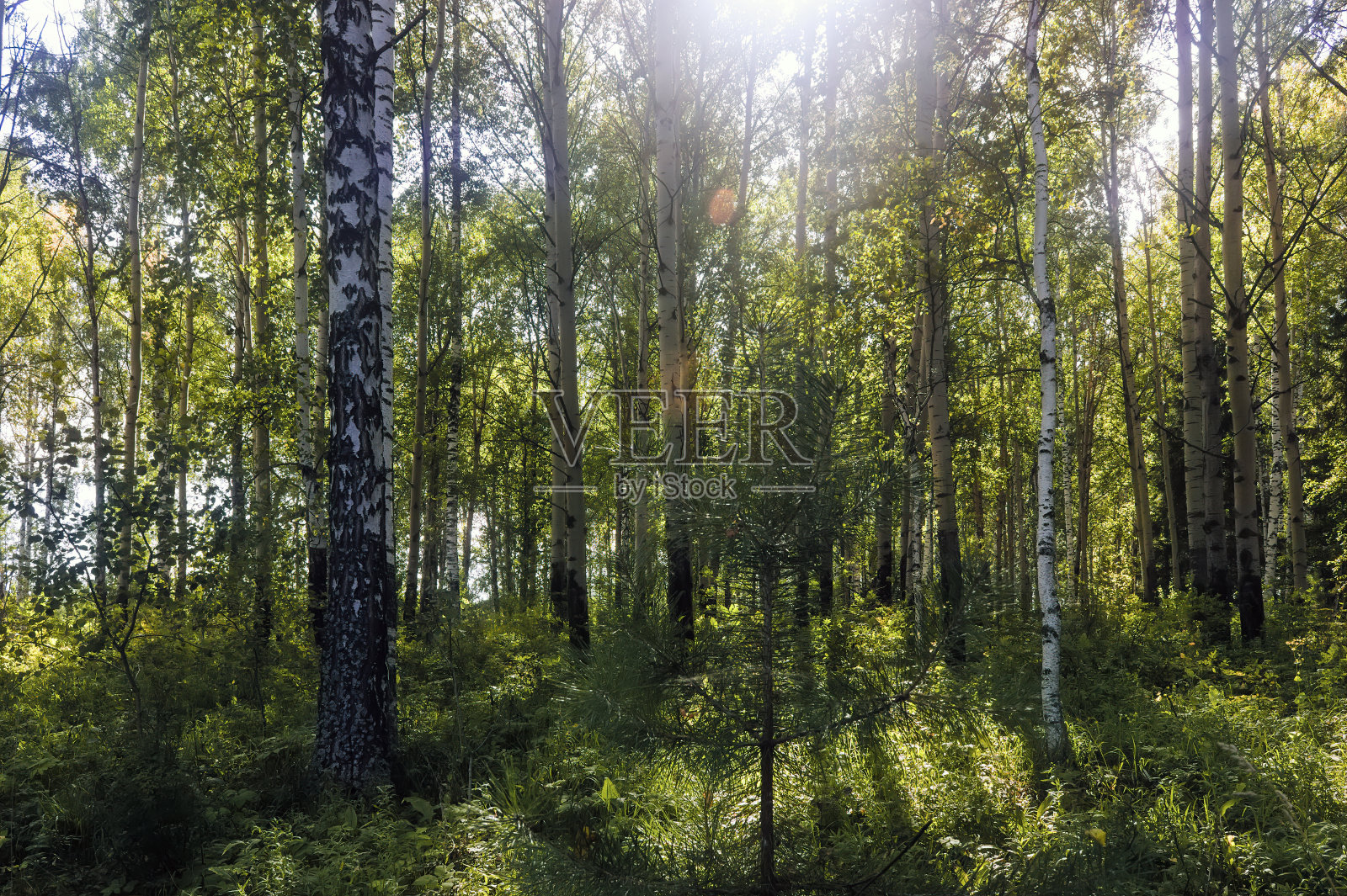 在阳光照耀下的桦树林中的夏日景色。夏季的景观是绿树成荫的桦树林。白桦树和绿叶。照片摄影图片