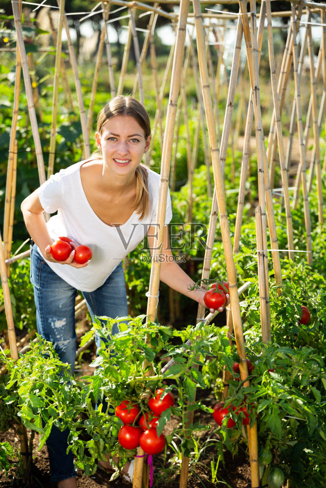 女农民收获箱子里的成熟番茄照片摄影图片