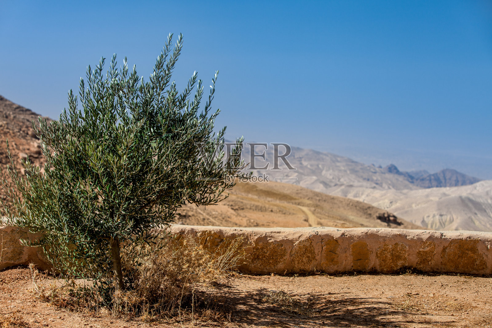 约旦佩特拉山谷附近的群山和橄榄树照片摄影图片