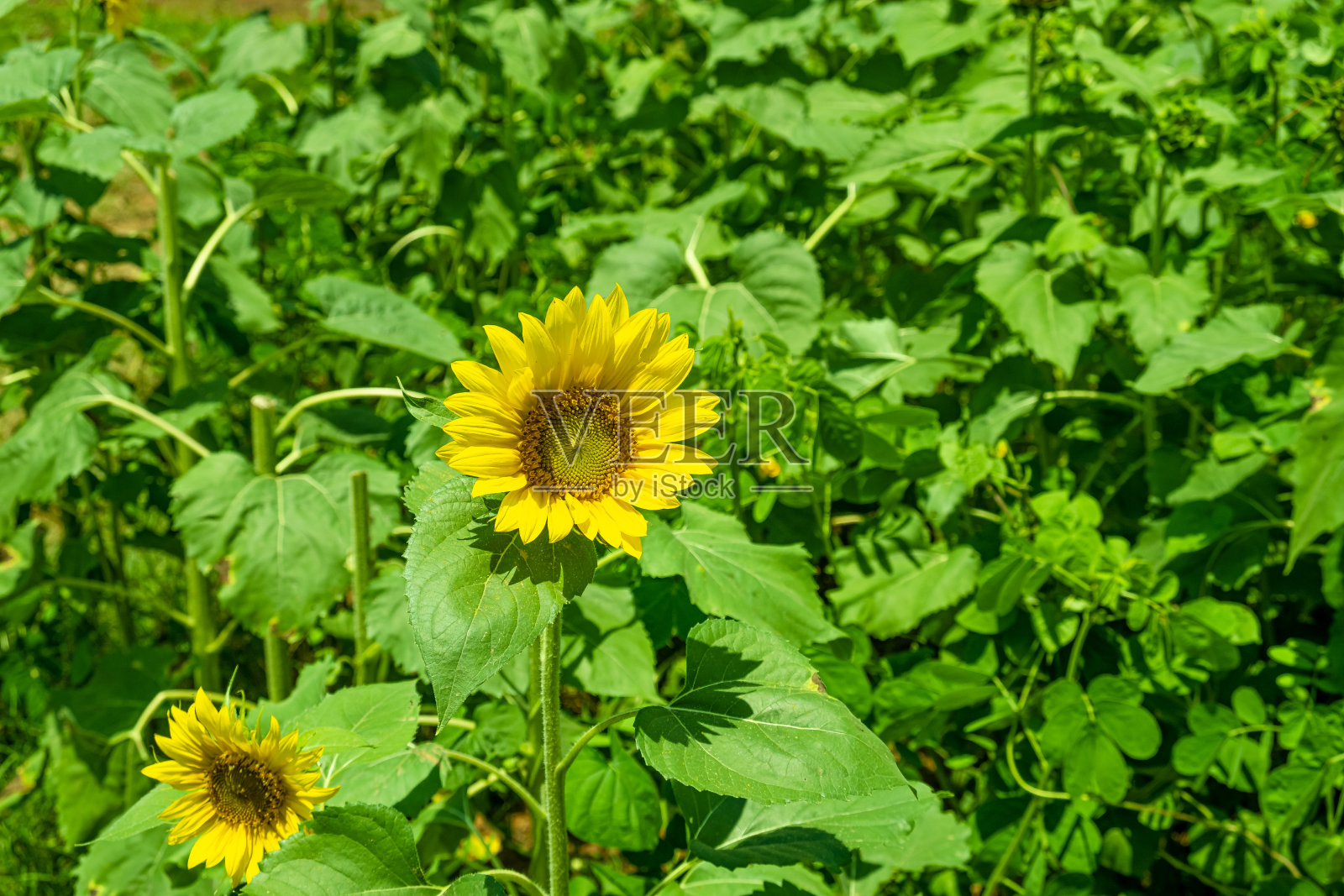 向日葵开始绽放照片摄影图片
