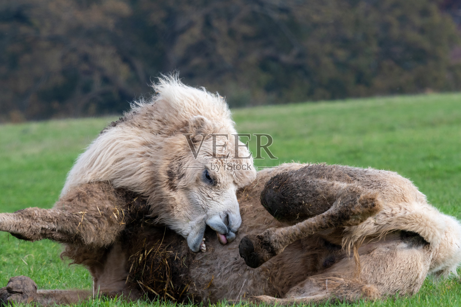 双峰驼照片摄影图片