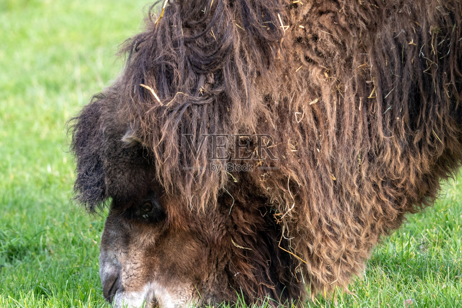 双峰驼照片摄影图片