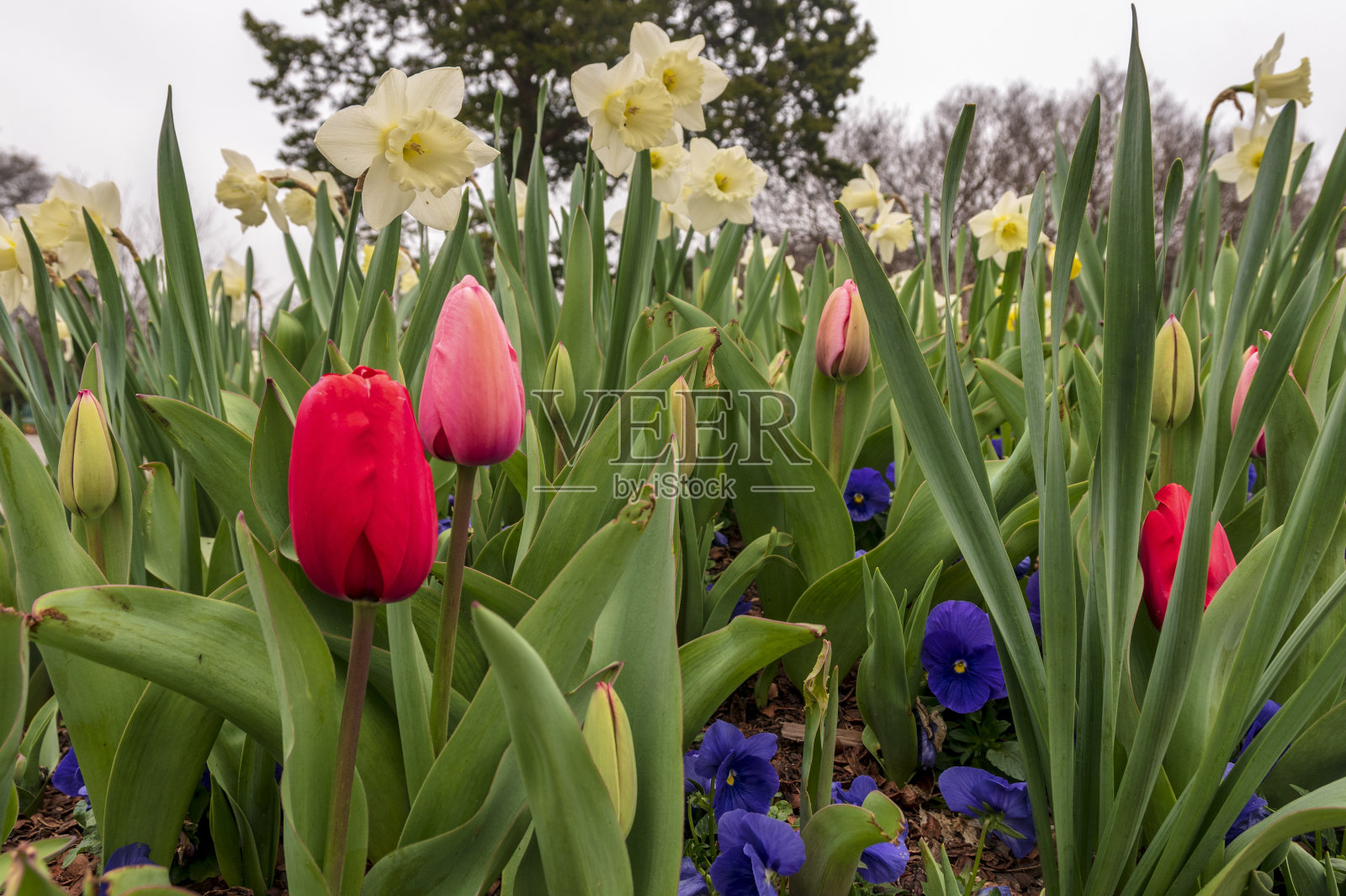 花园里的花照片摄影图片