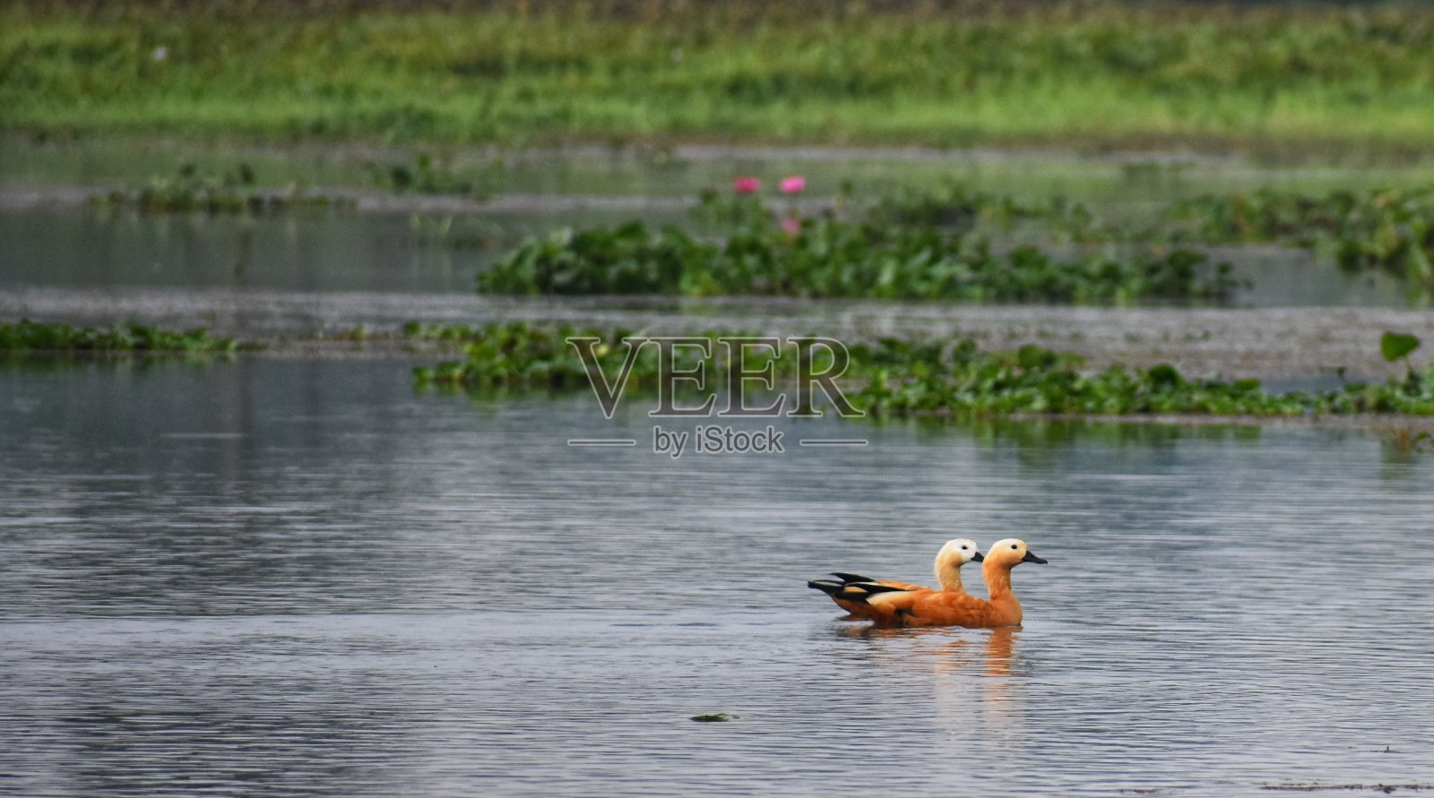 真爱是存在的照片摄影图片