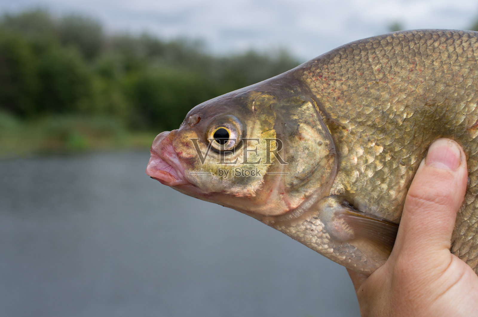 在渔夫的手里抓到了鲷鱼照片摄影图片