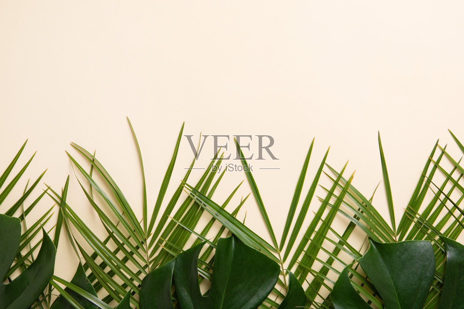 绿色背景上的热带棕榈叶俯视图照片摄影图片