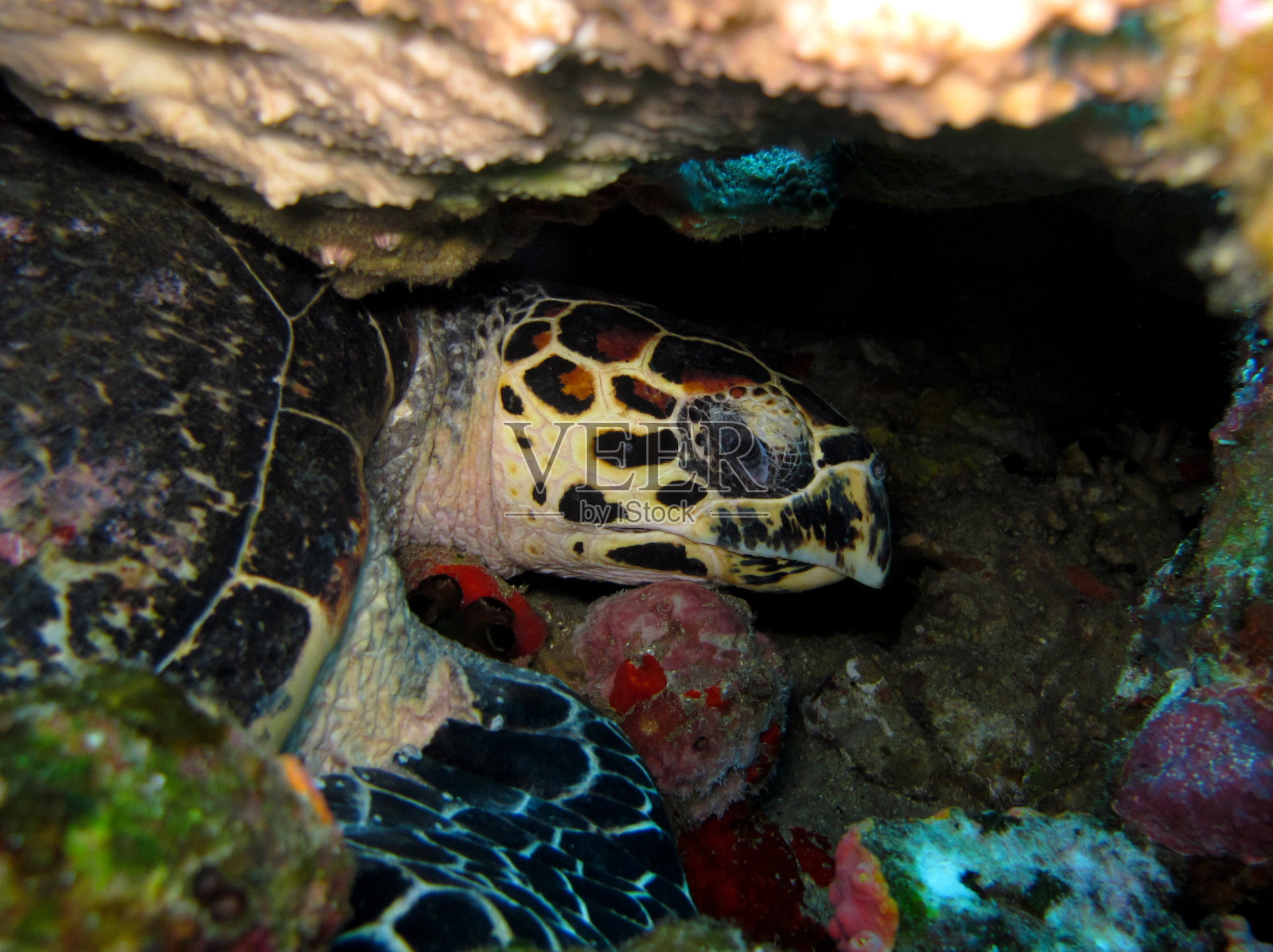 海龟科莫多照片摄影图片