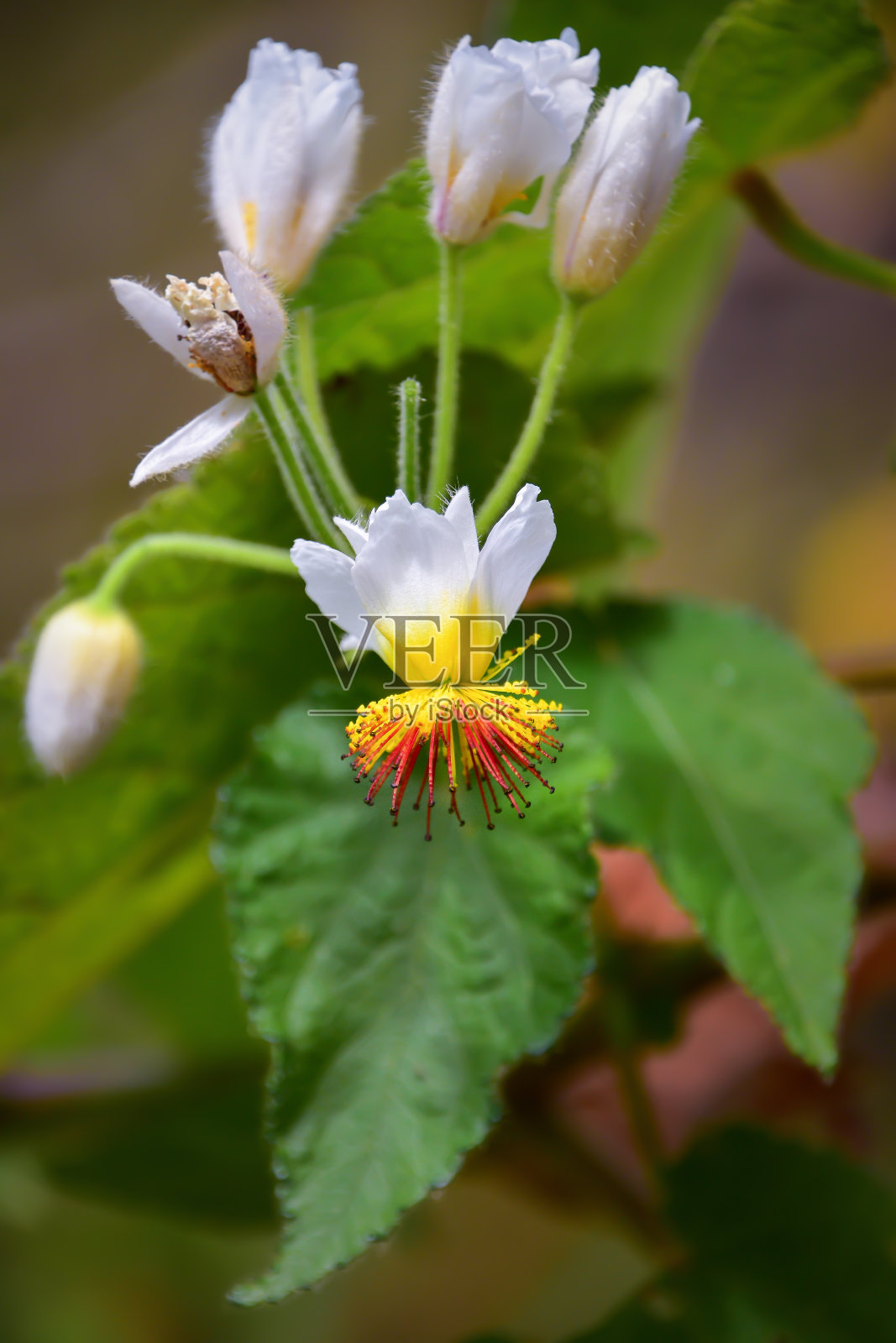 美丽罕见的白色花，黄色雄蕊照片摄影图片