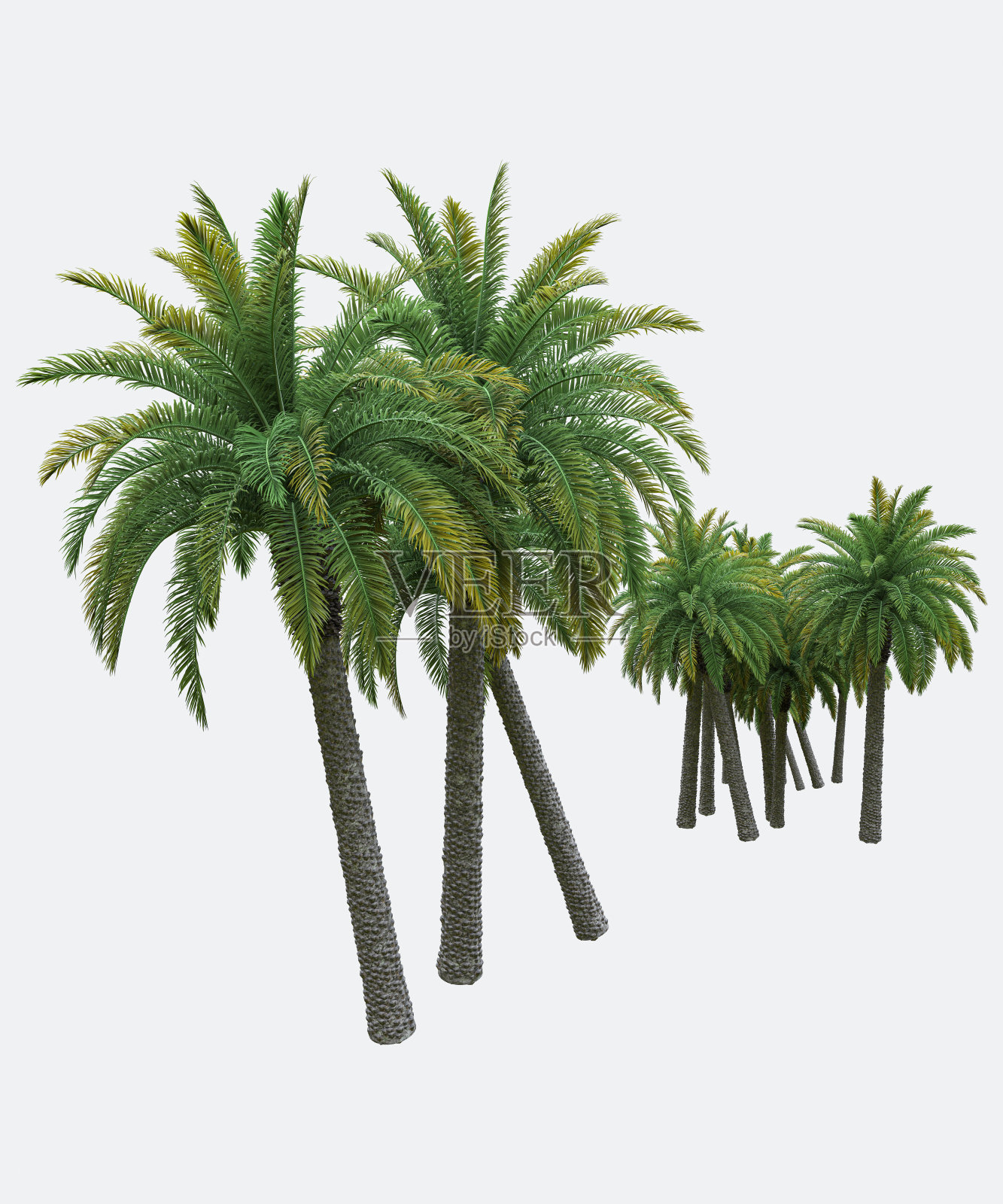 棕榈树孤立照片摄影图片