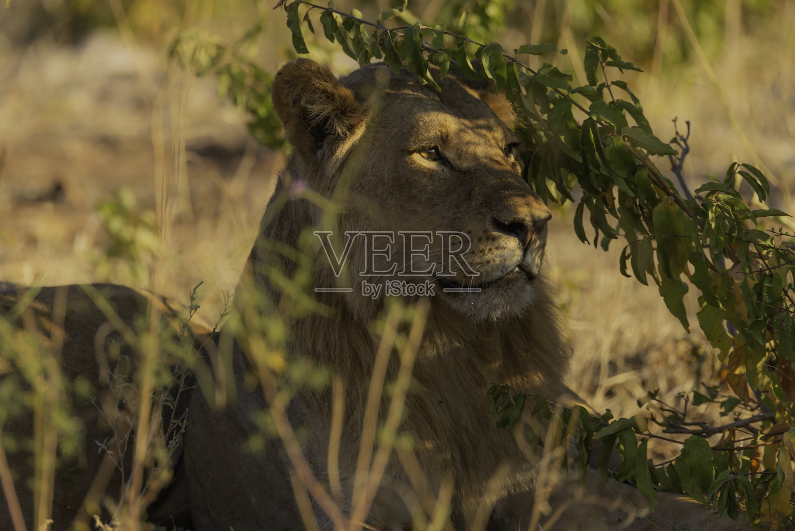 一只年轻的雄狮在草地上休息照片摄影图片