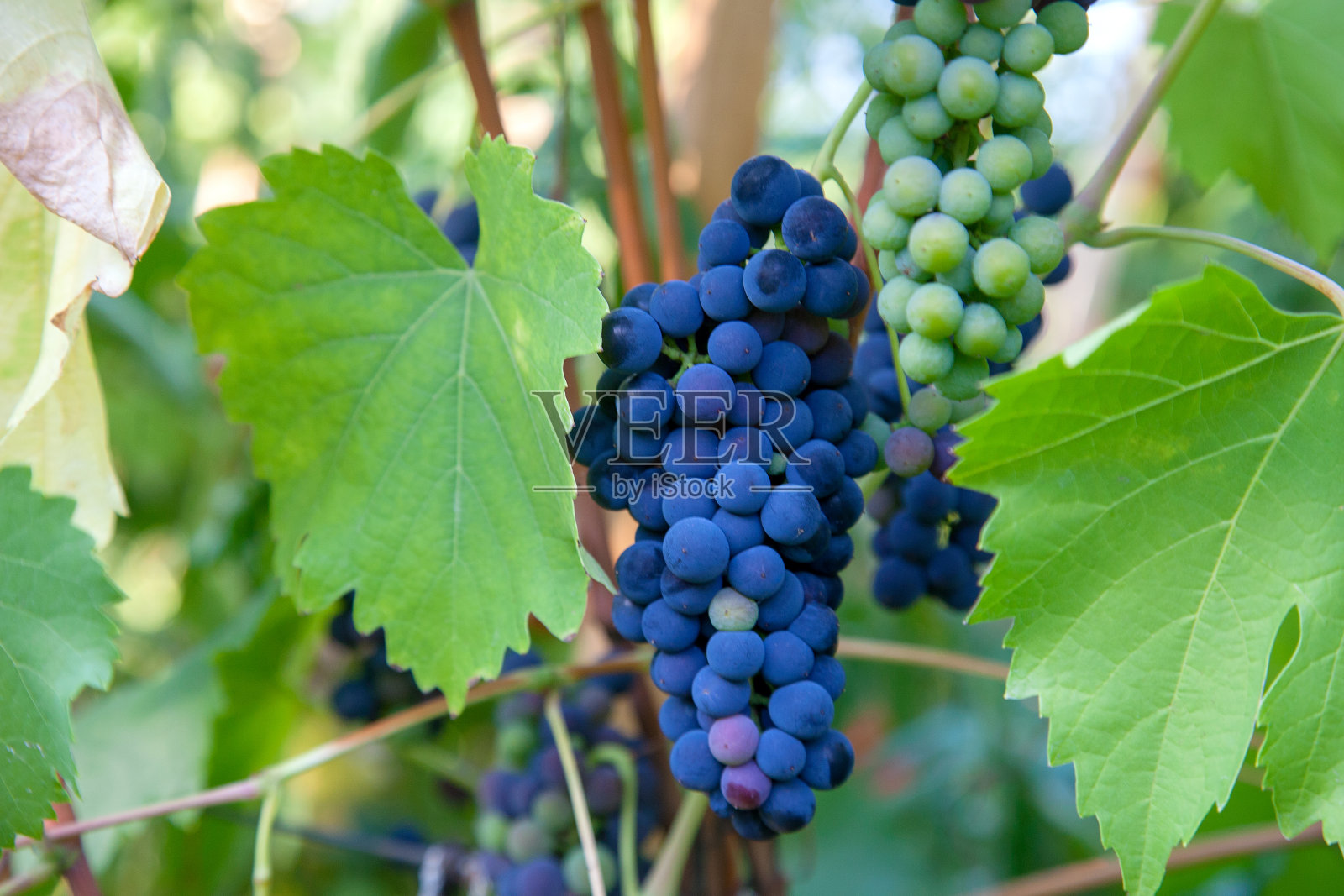 花园里有一串蓝葡萄照片摄影图片