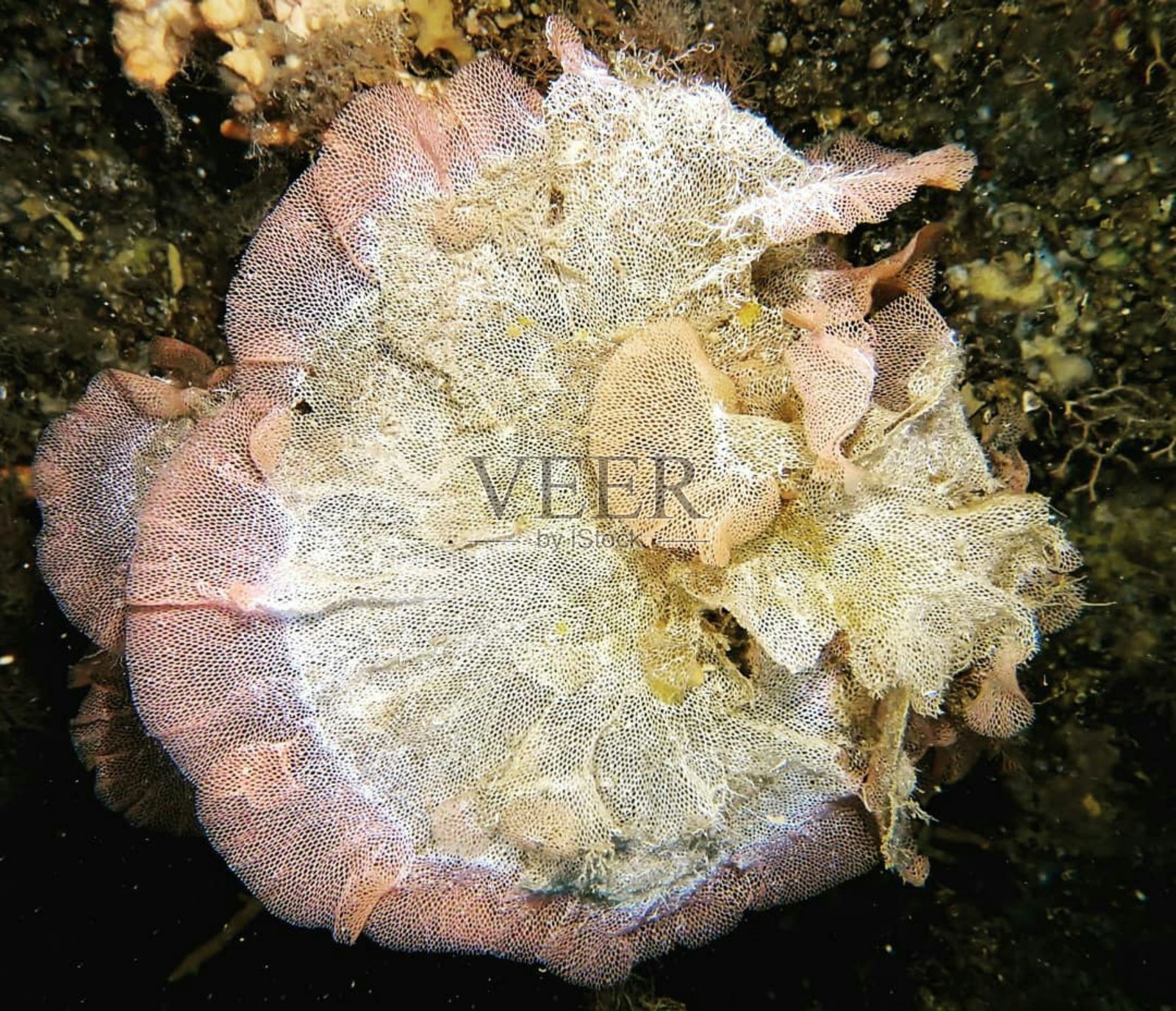 软珊瑚是美丽的海洋生物照片摄影图片