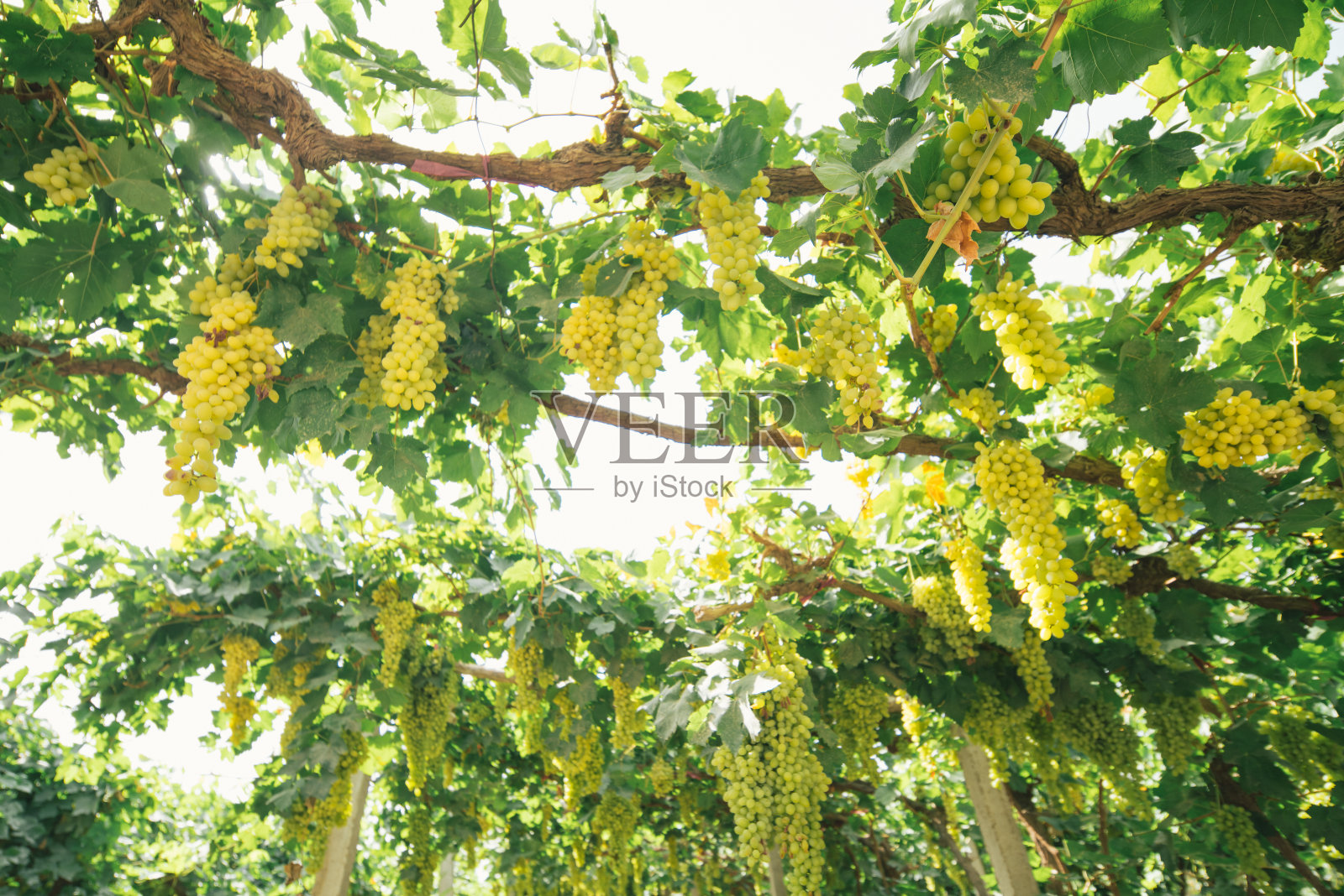 新疆吐鲁番的绿色葡萄园照片摄影图片