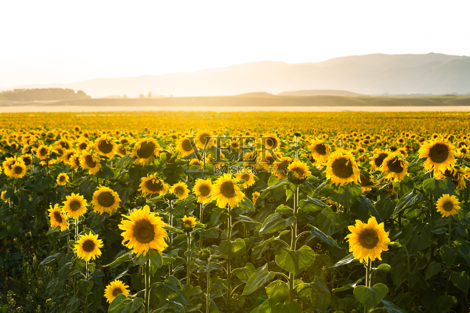 向日葵盛开在田野里照片摄影图片