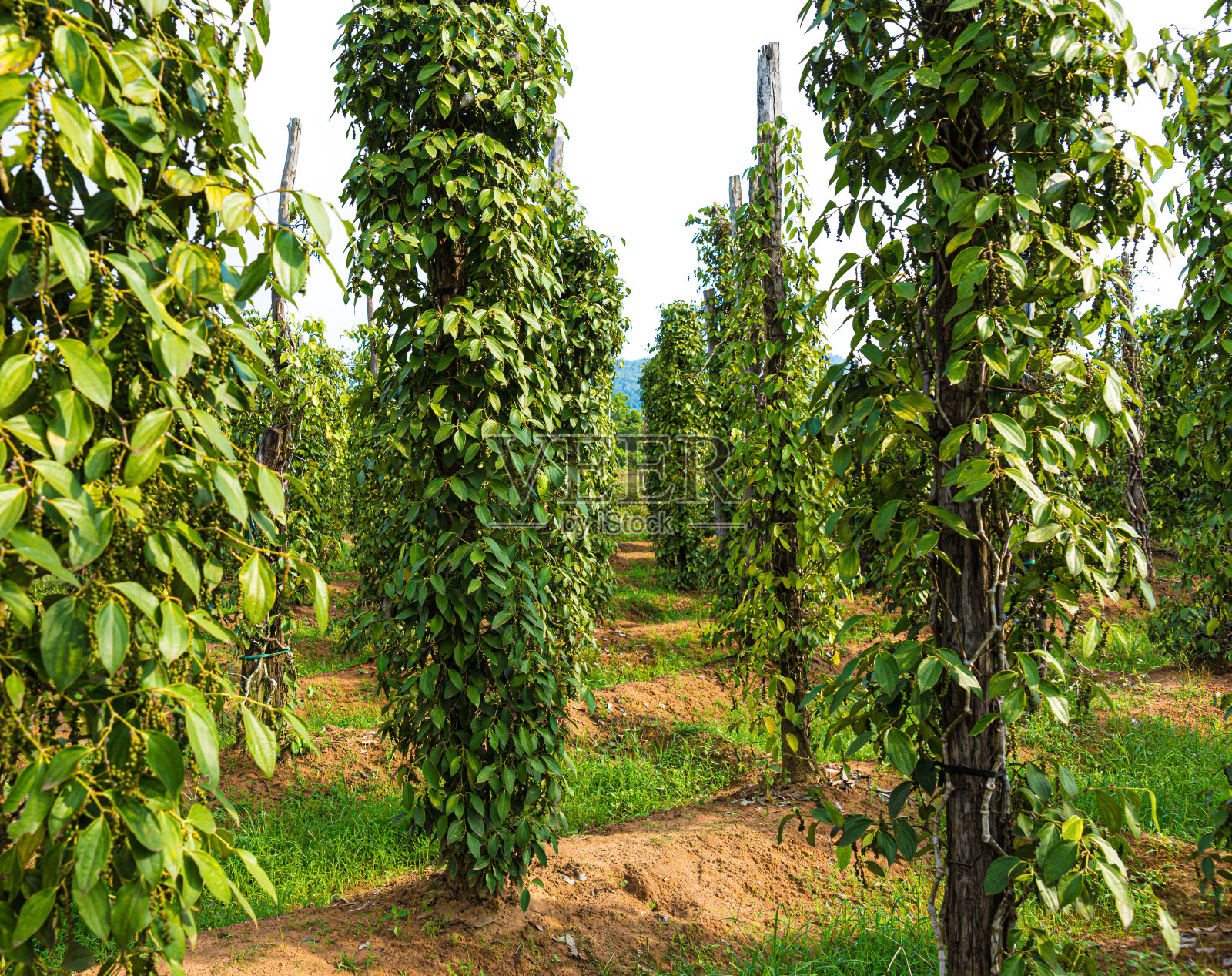 黑胡椒种植园照片摄影图片
