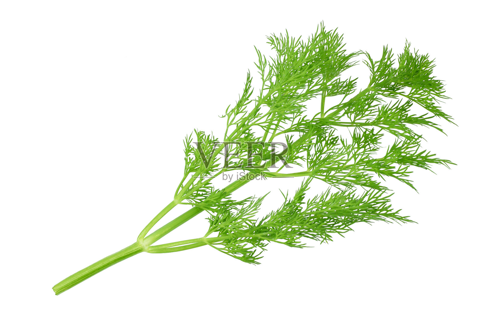 在白色背景上孤立的新鲜的绿色莳萝。俯视图照片摄影图片