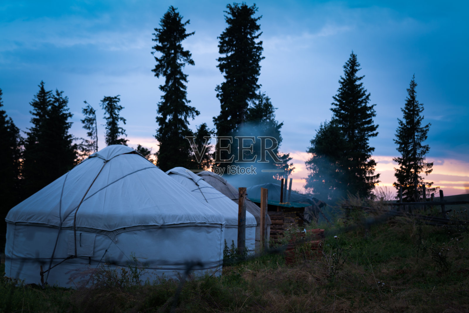 奶牛在草地上玩耍，新疆照片摄影图片