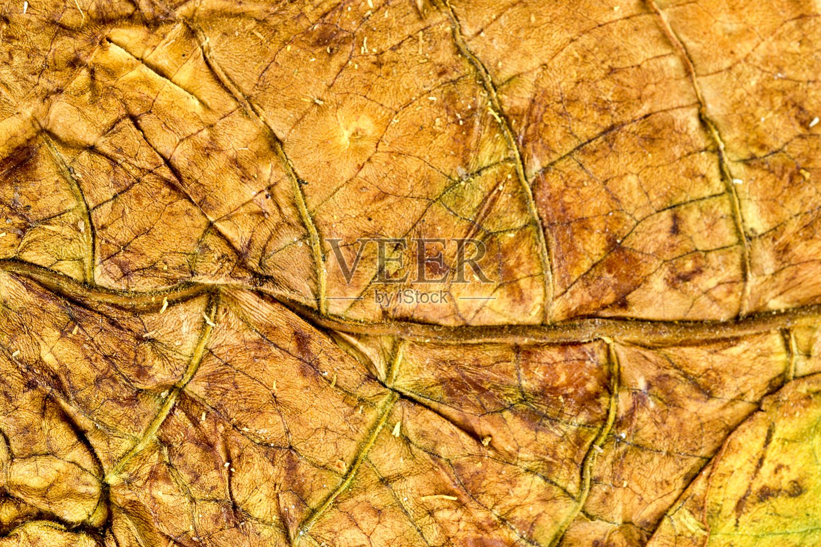 干烟叶照片摄影图片