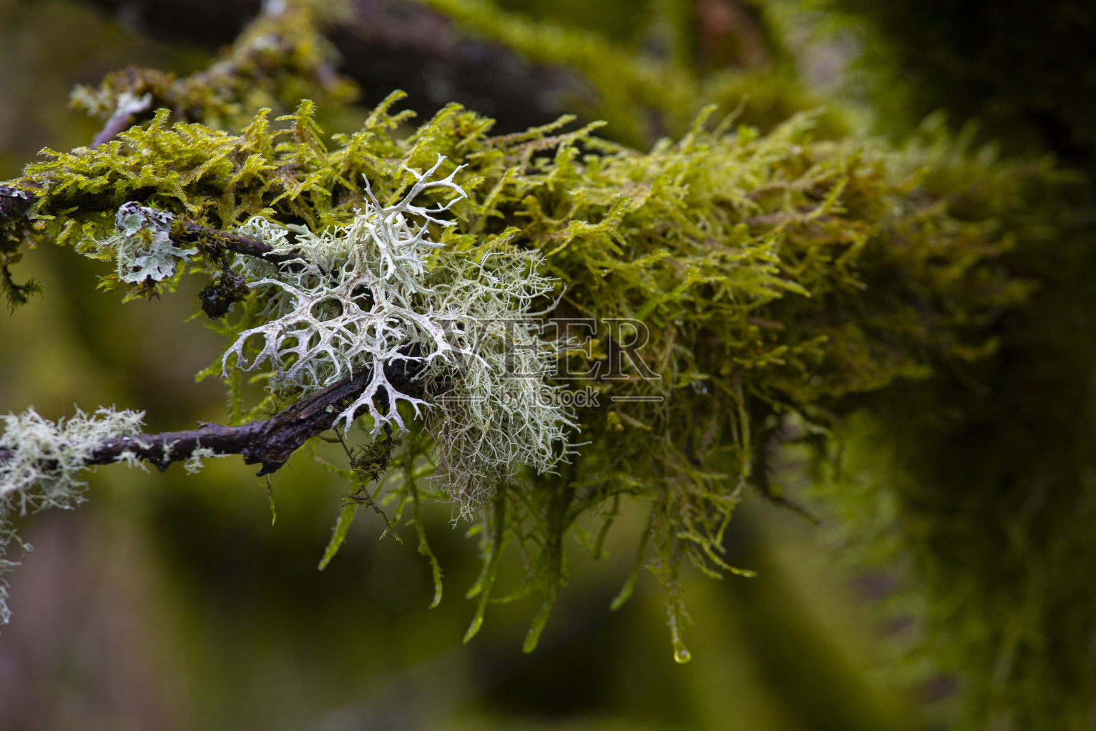 苔藓地衣俄勒冈州。照片摄影图片