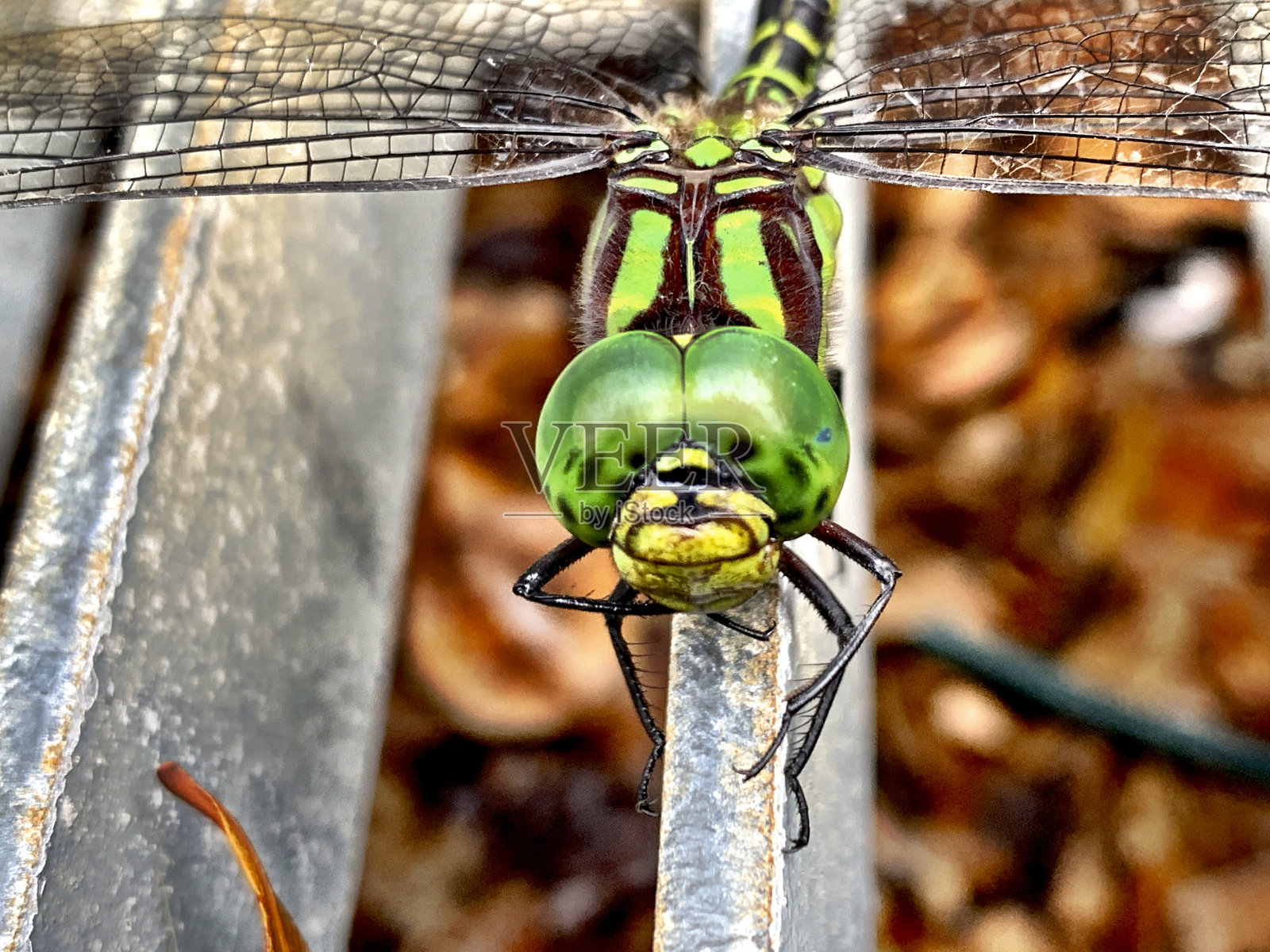 草叶上的蜻蜓照片摄影图片