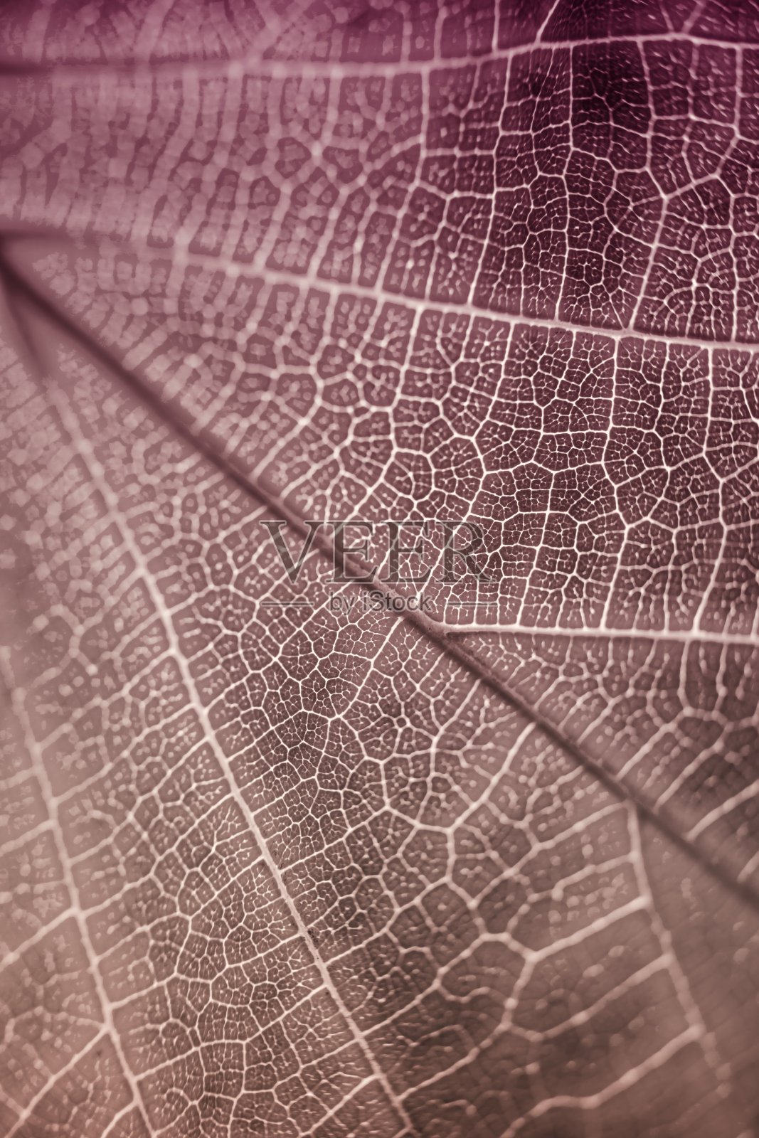 公园里美丽的彩色秋叶照片摄影图片