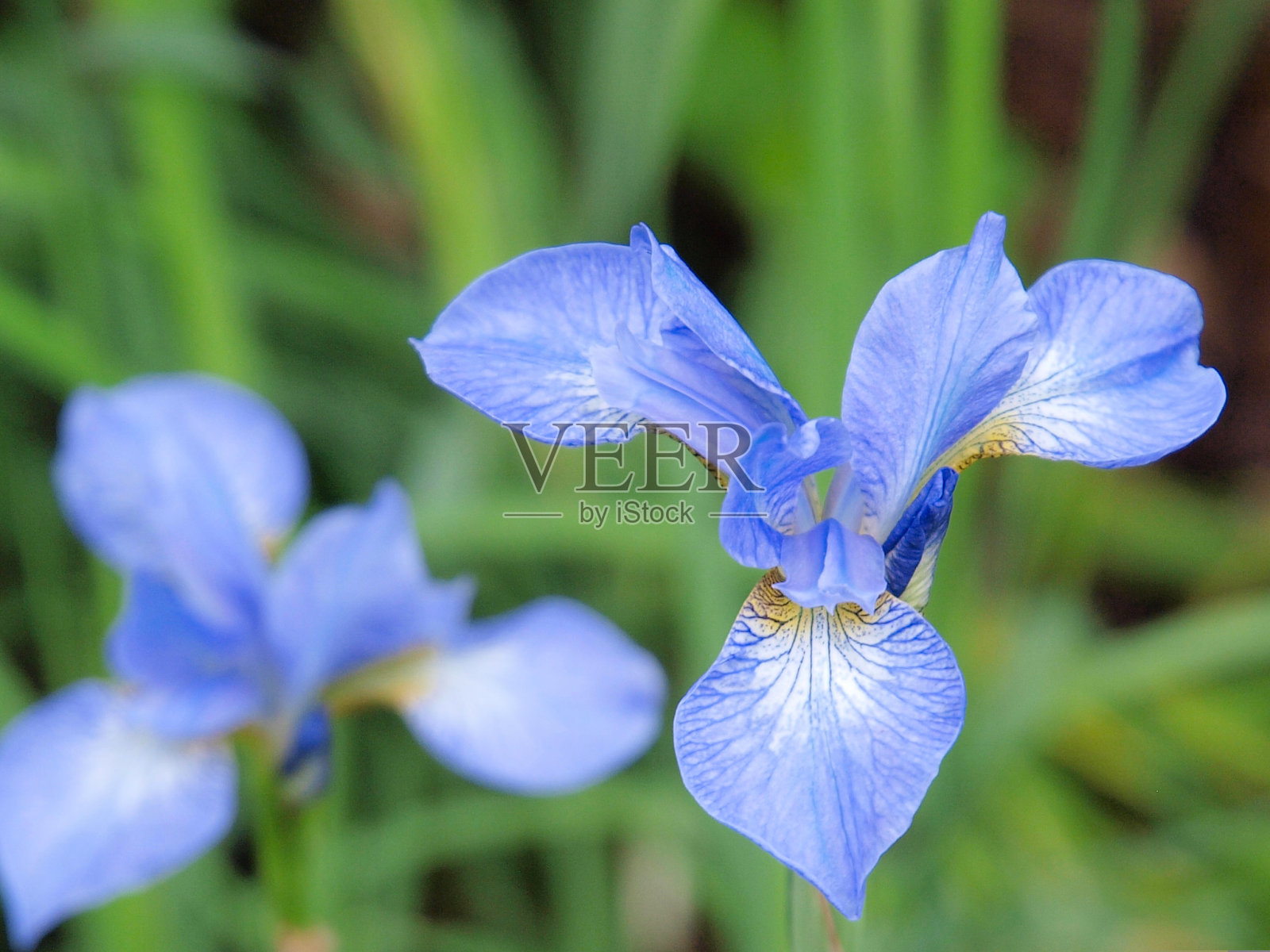 蓝色鸢尾照片摄影图片