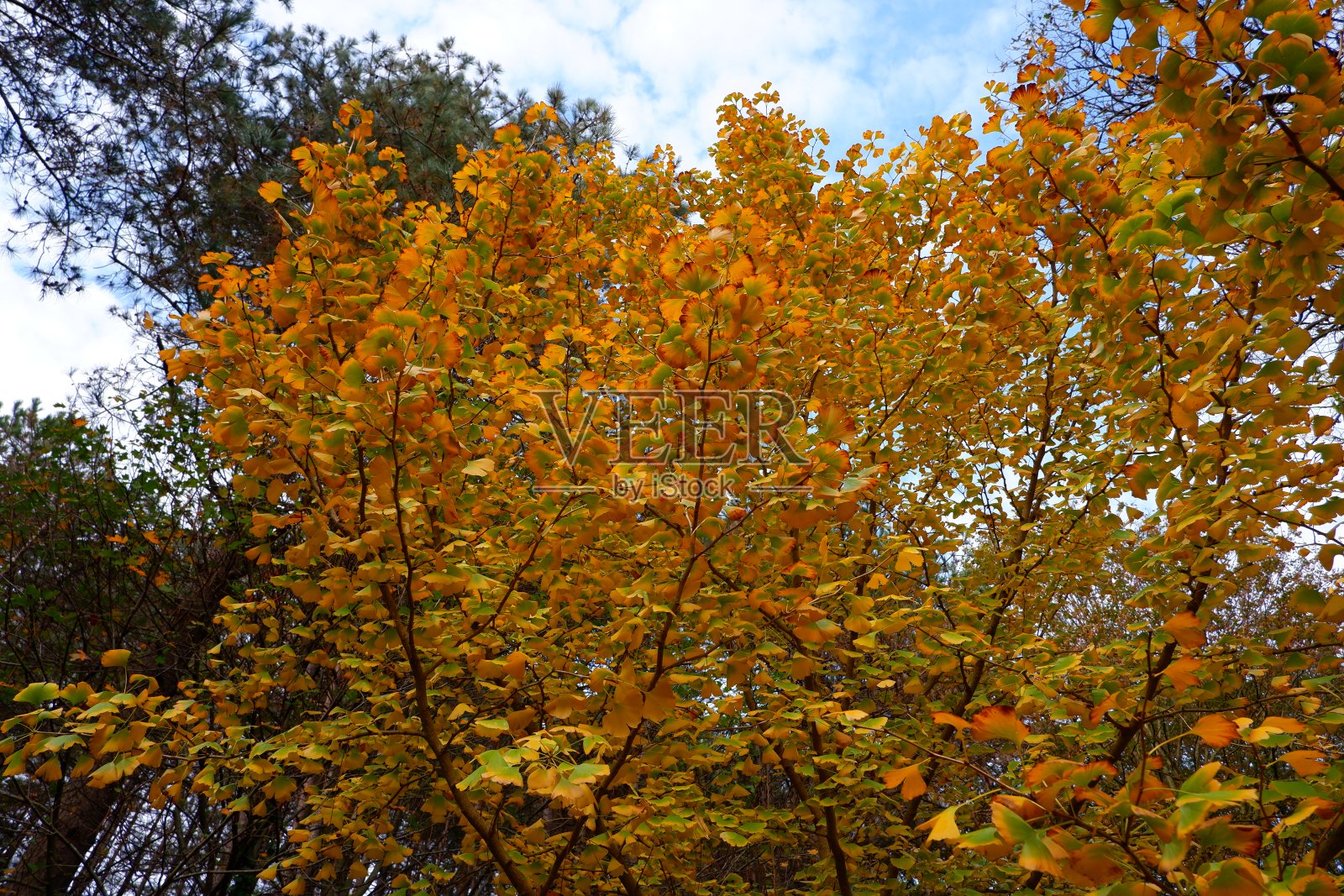黄色的秋天照片摄影图片