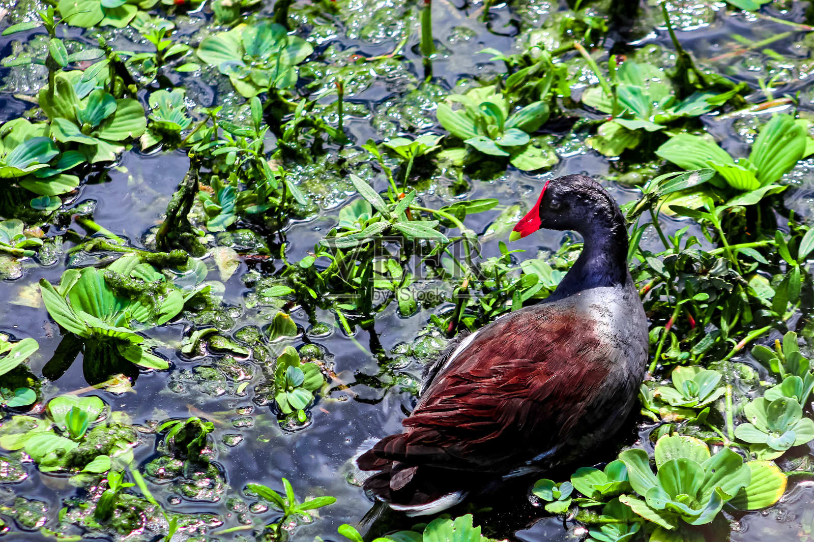 湿地中的红松鸡照片摄影图片