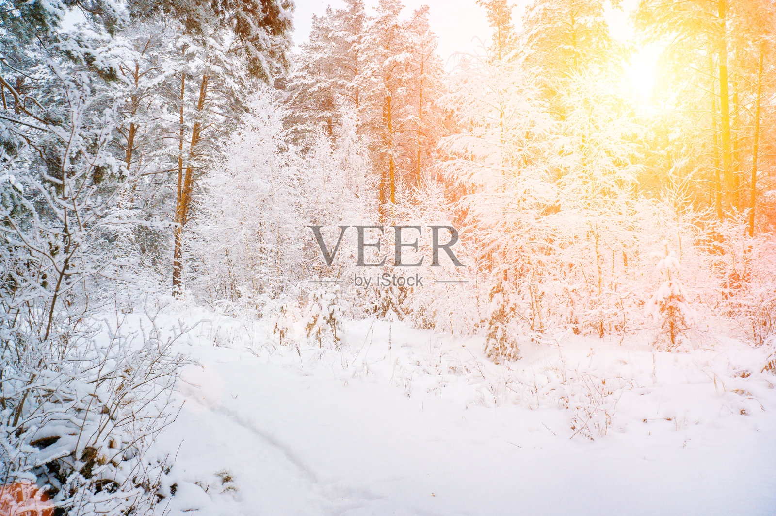 美丽的松林在雪天和阳光明媚的天气。圣诞节的背景照片摄影图片