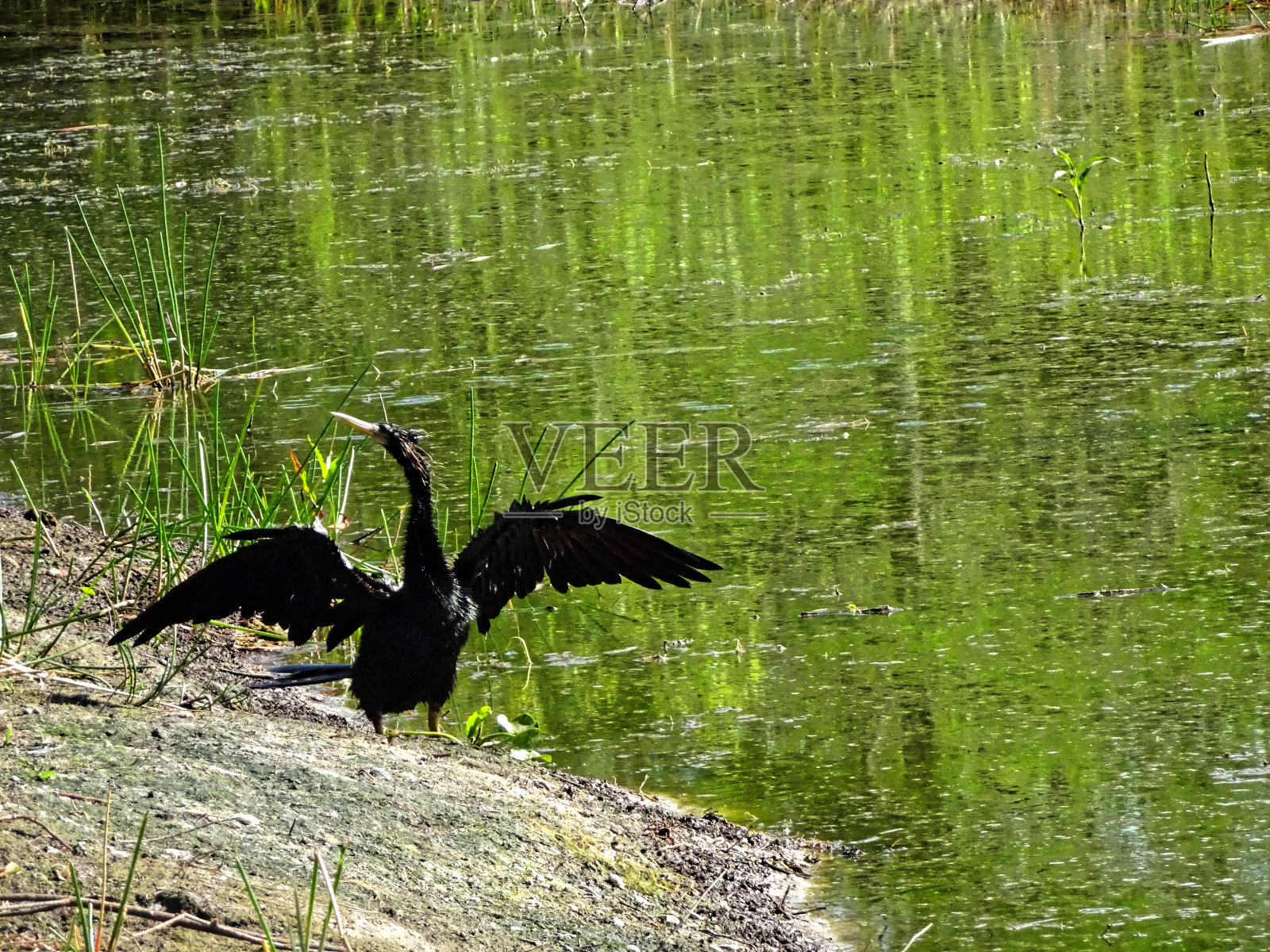 岸边的黑沼泽鸟照片摄影图片
