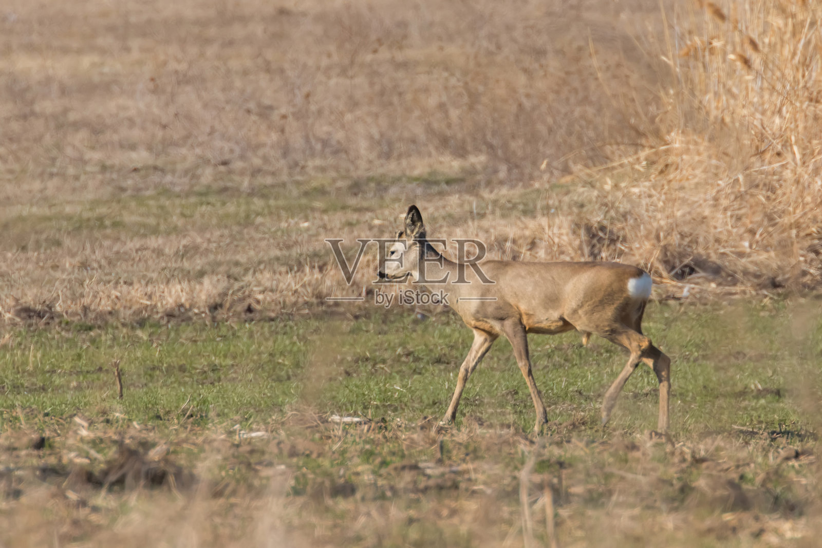 野鹿在田野里，春天的时候照片摄影图片