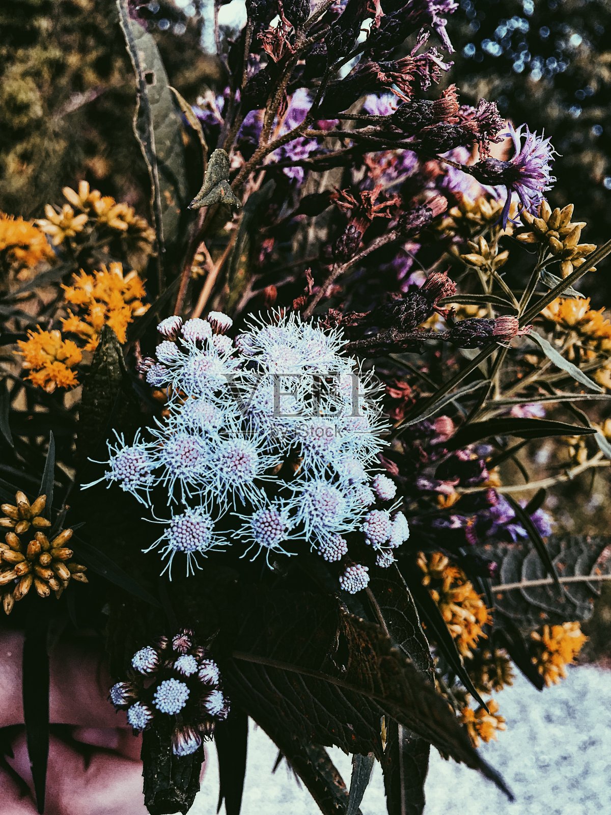 街道边花照片摄影图片